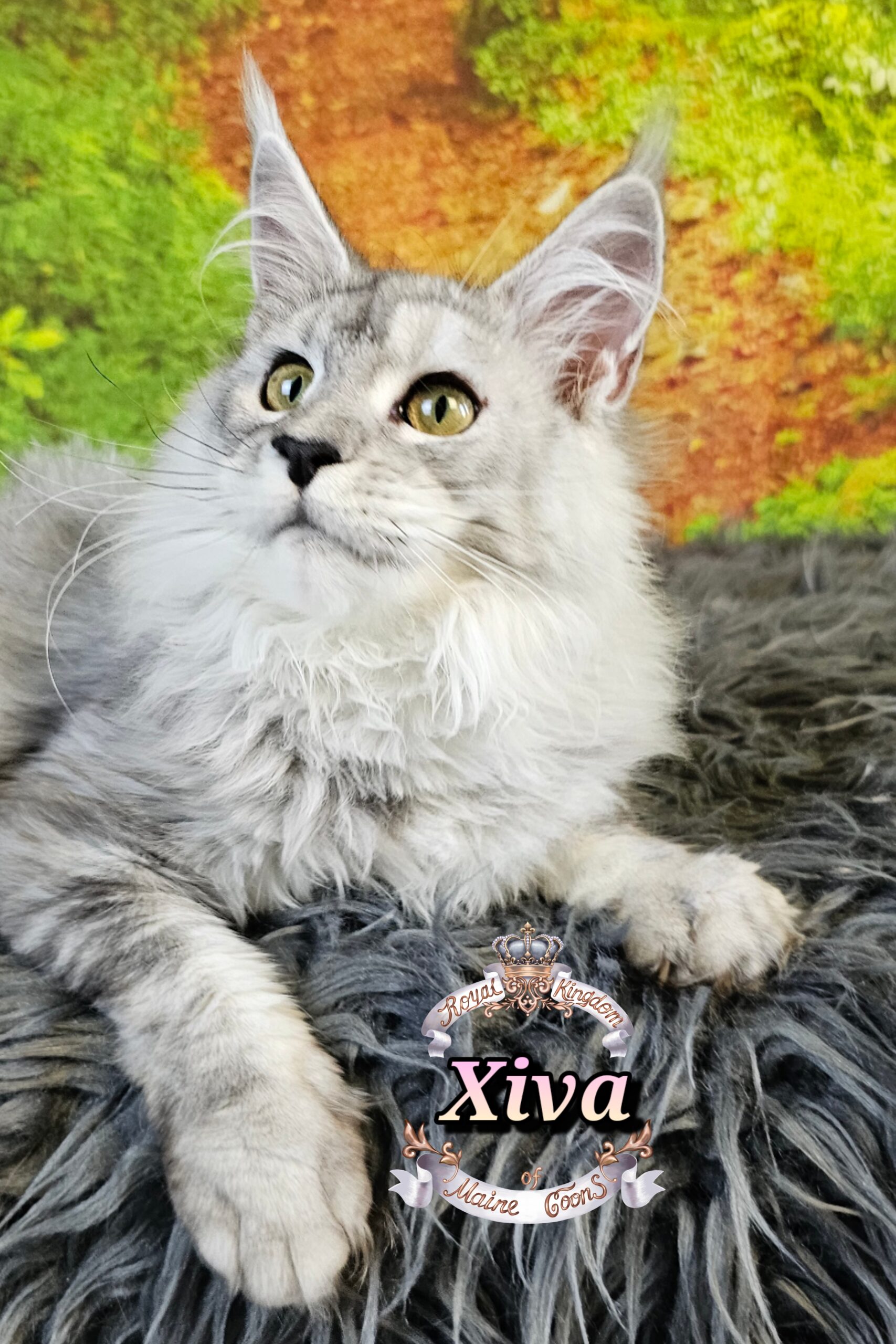 photocollage_2025115185431237