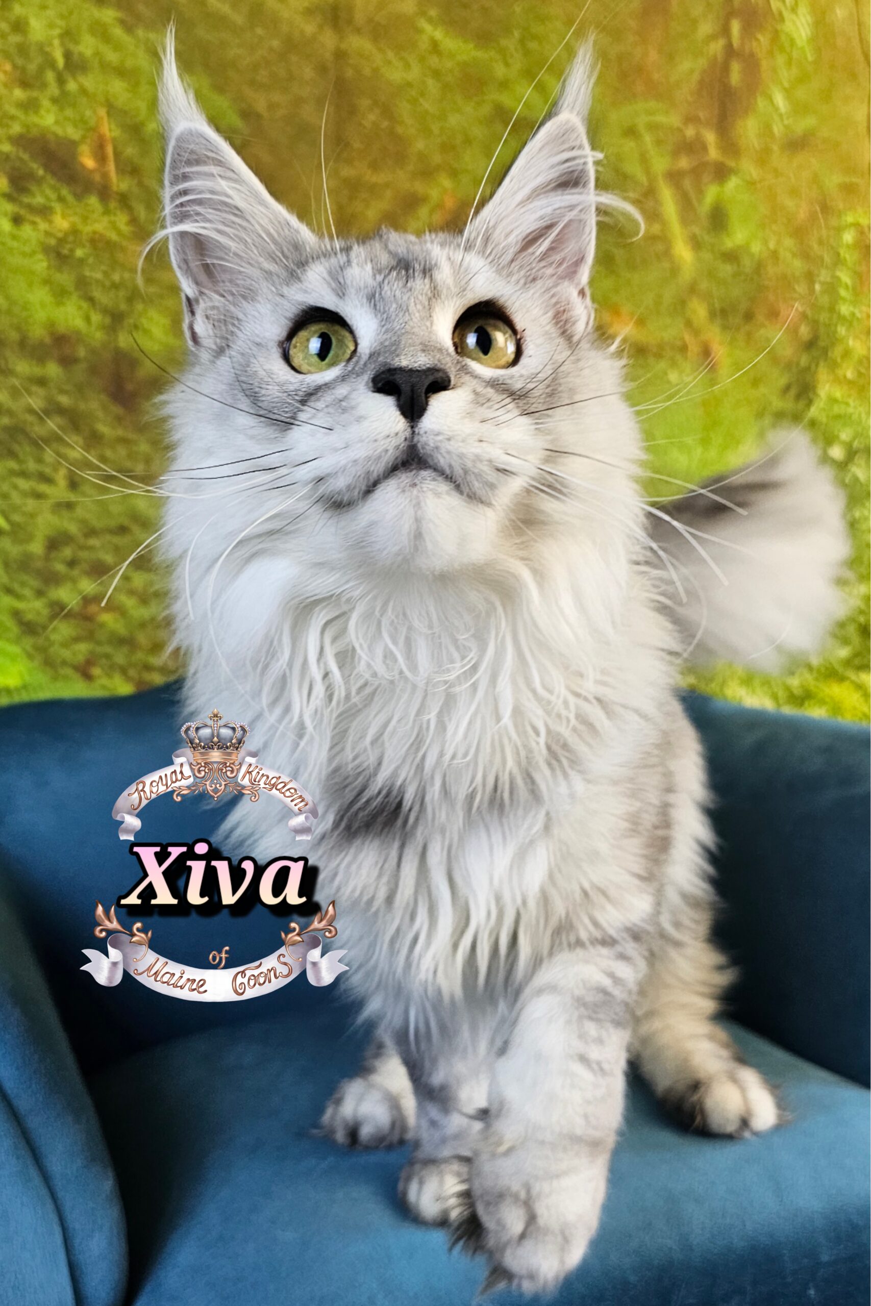 photocollage_2025115185532756