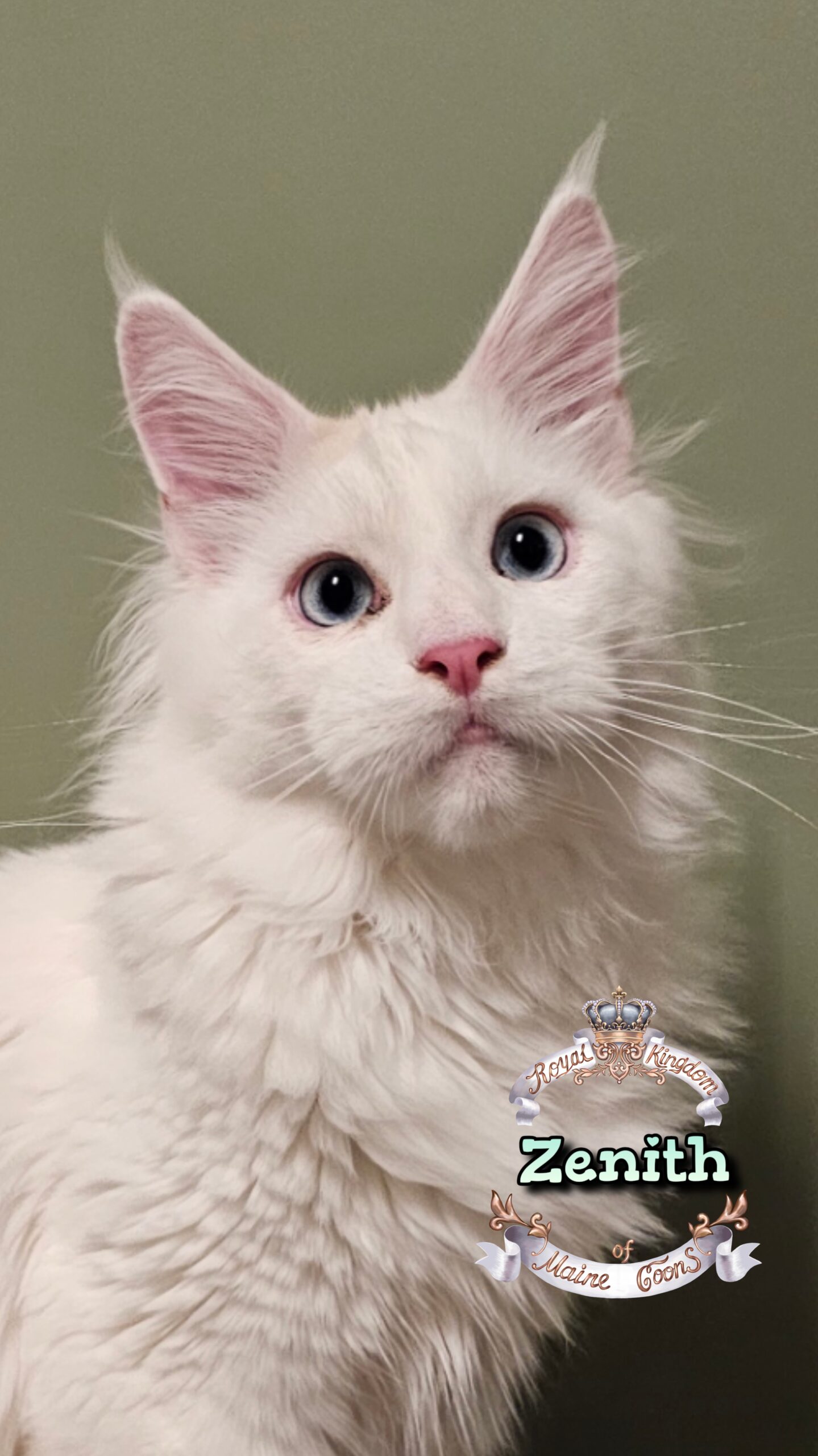 photocollage_202512312039421