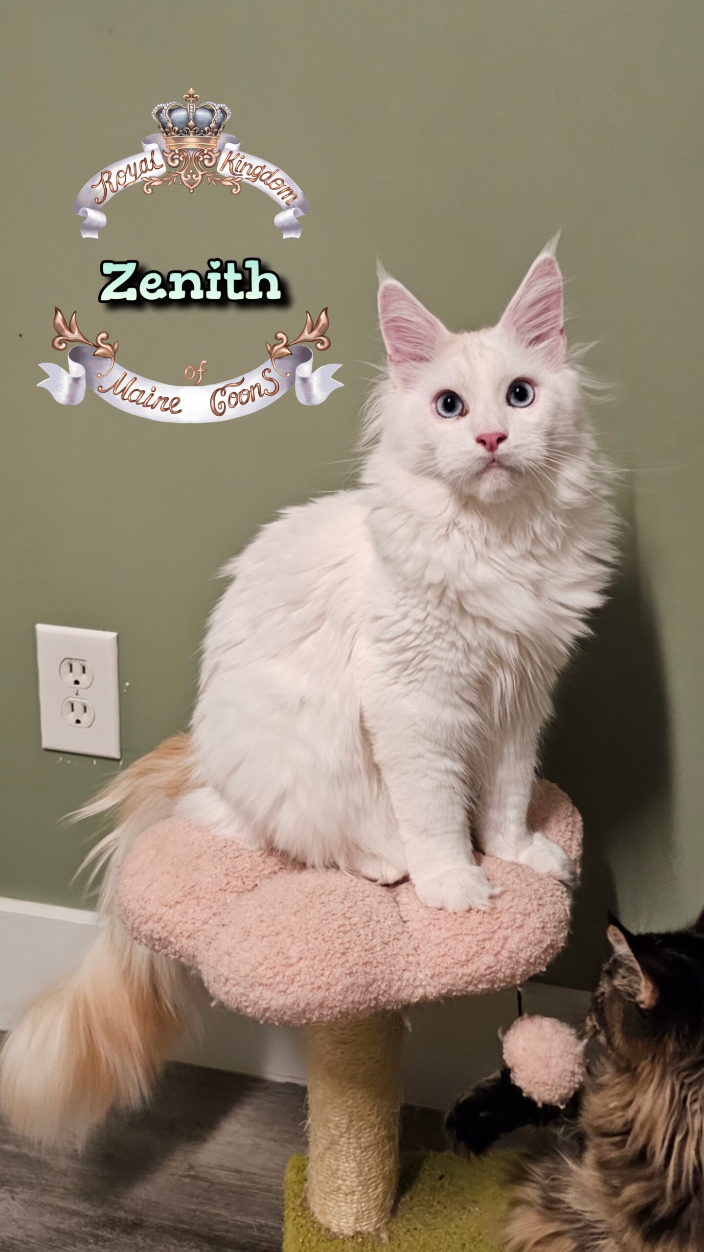 photocollage_202512312112351