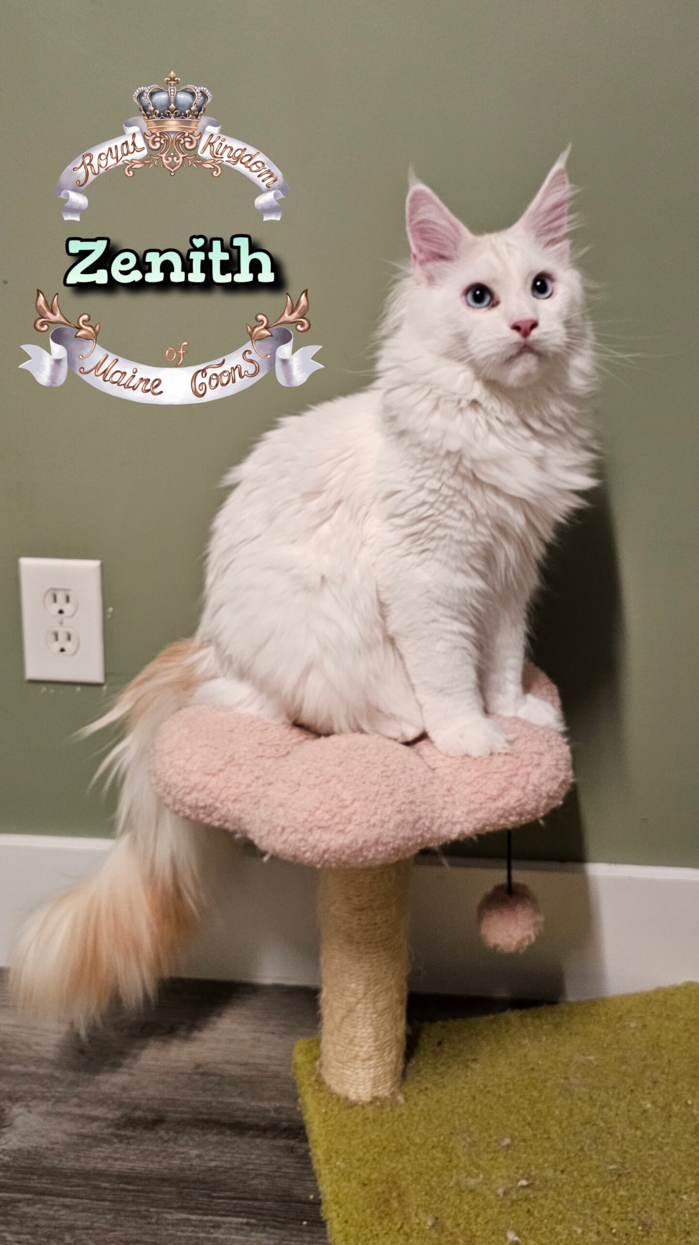 photocollage_202512312141367