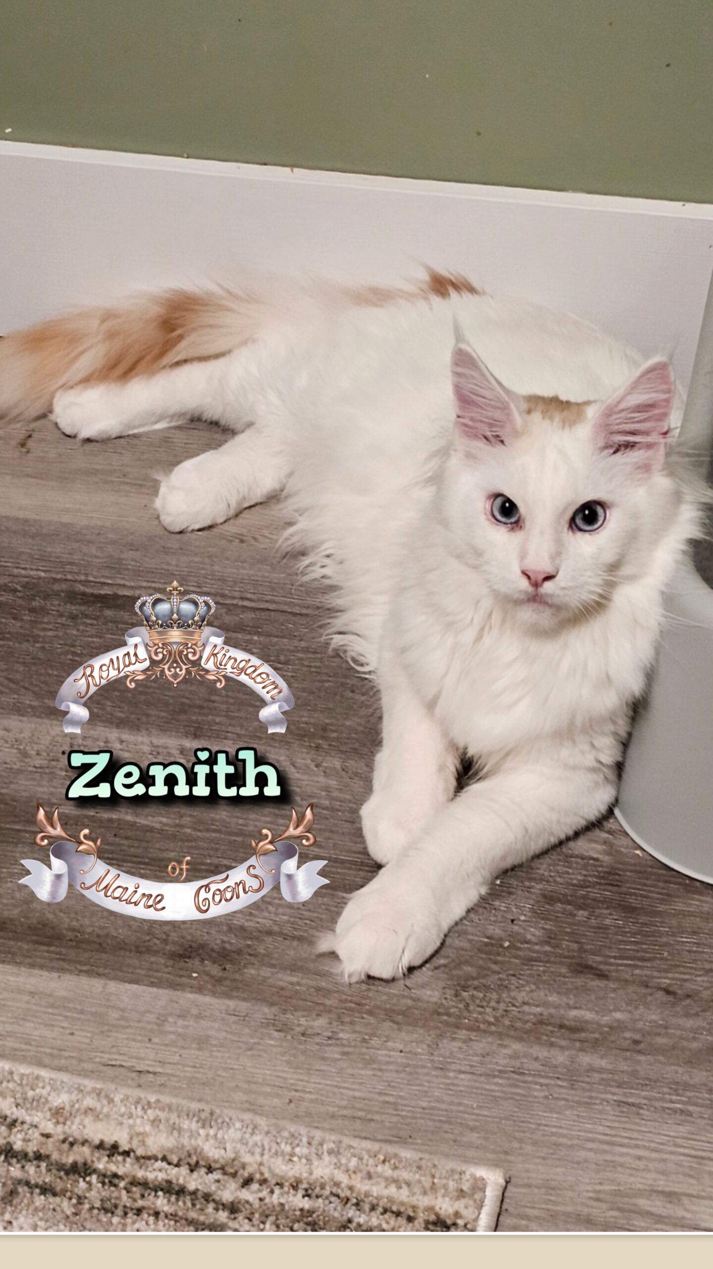 photocollage_202512312230623