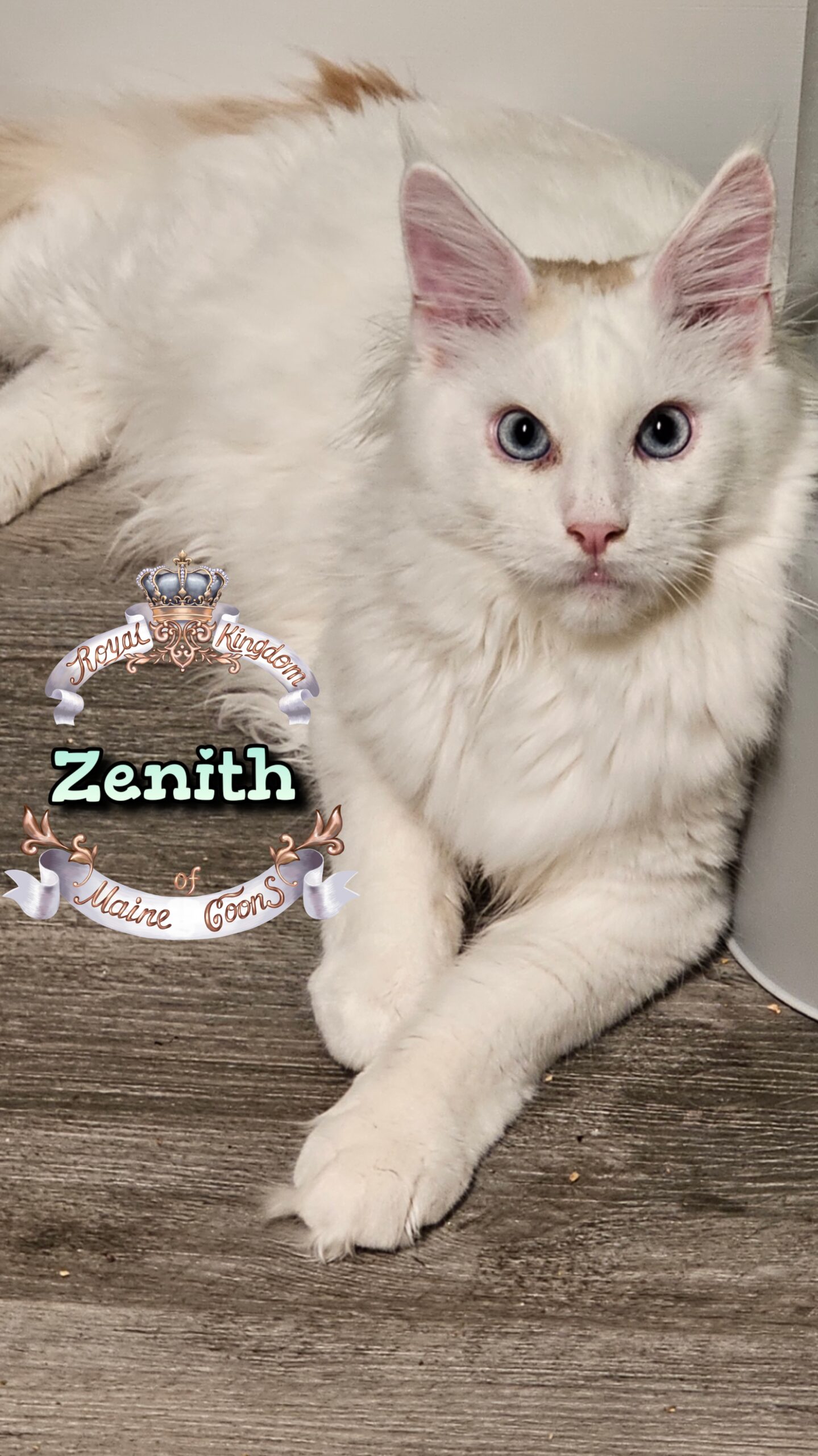 photocollage_2025123122793