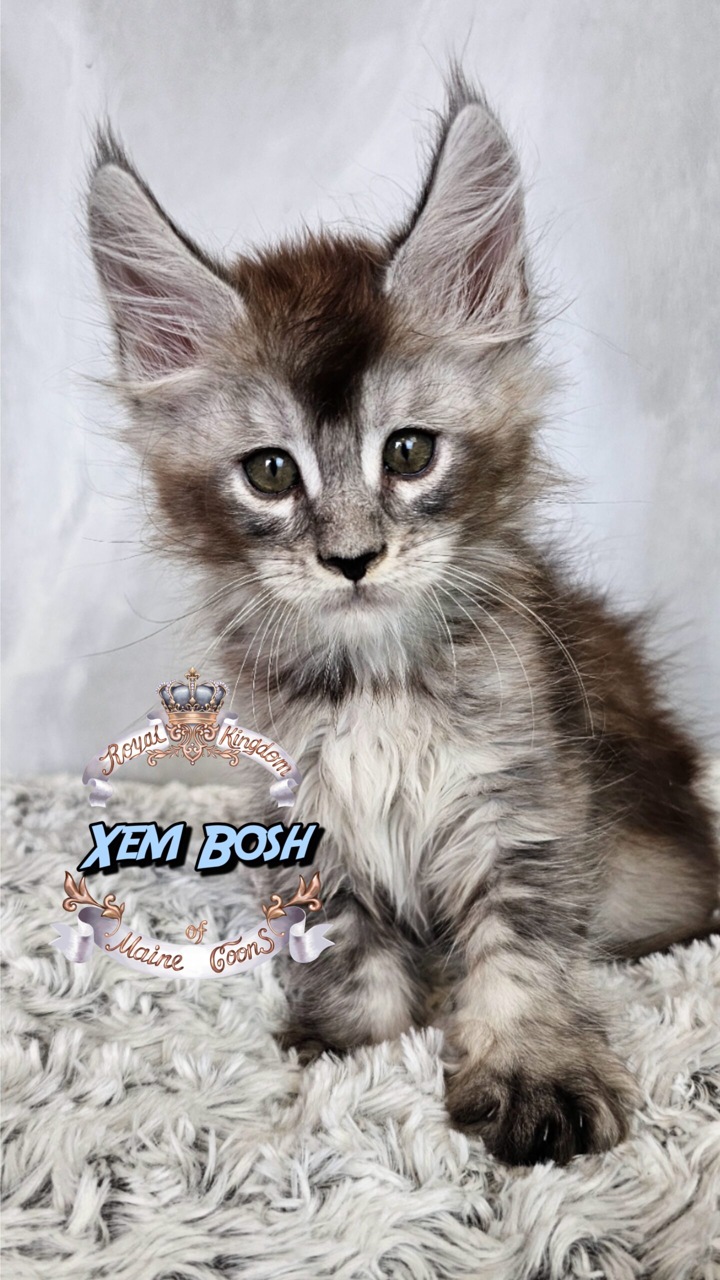 photocollage_20256215648712