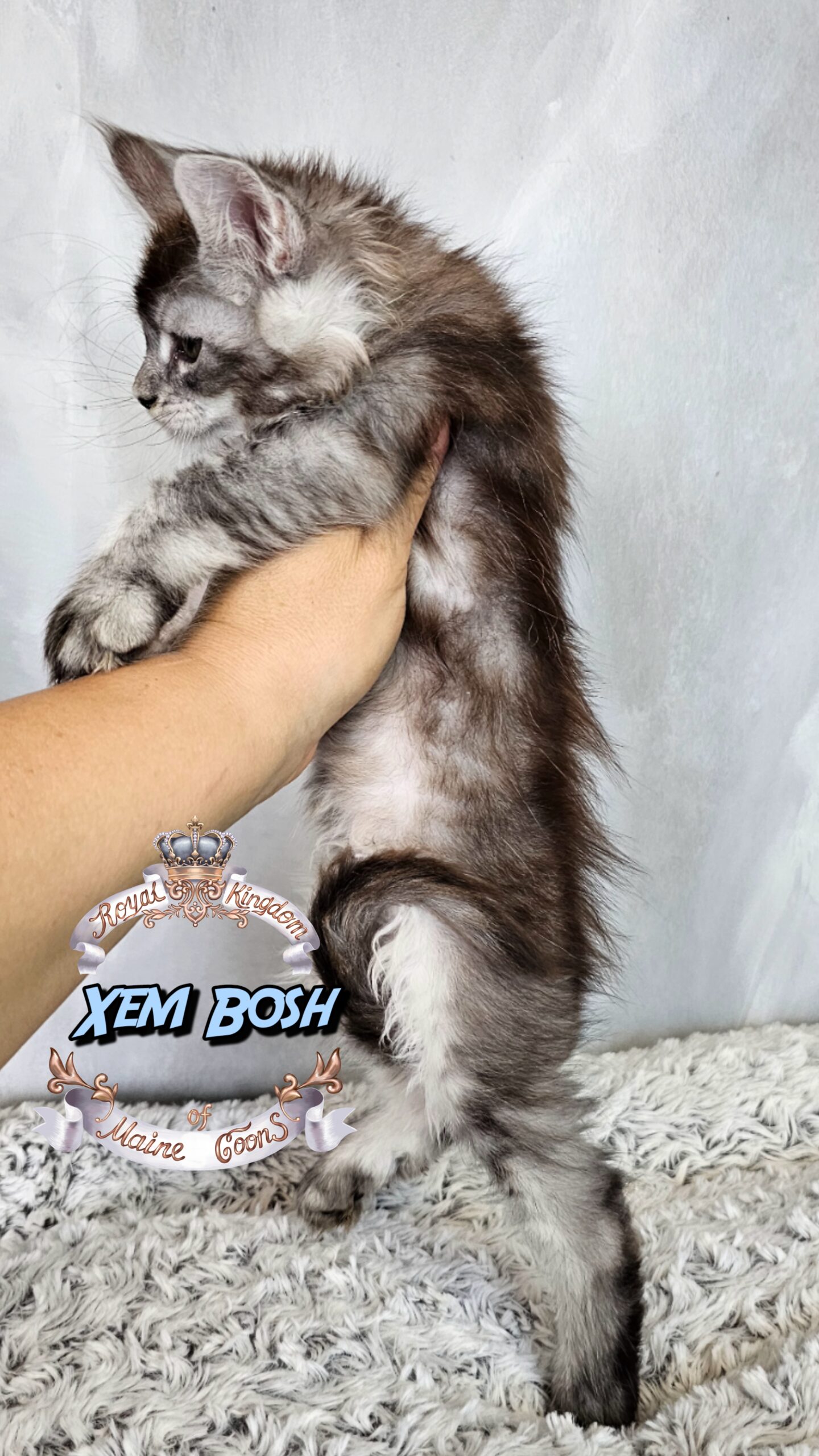 photocollage_2025621574379