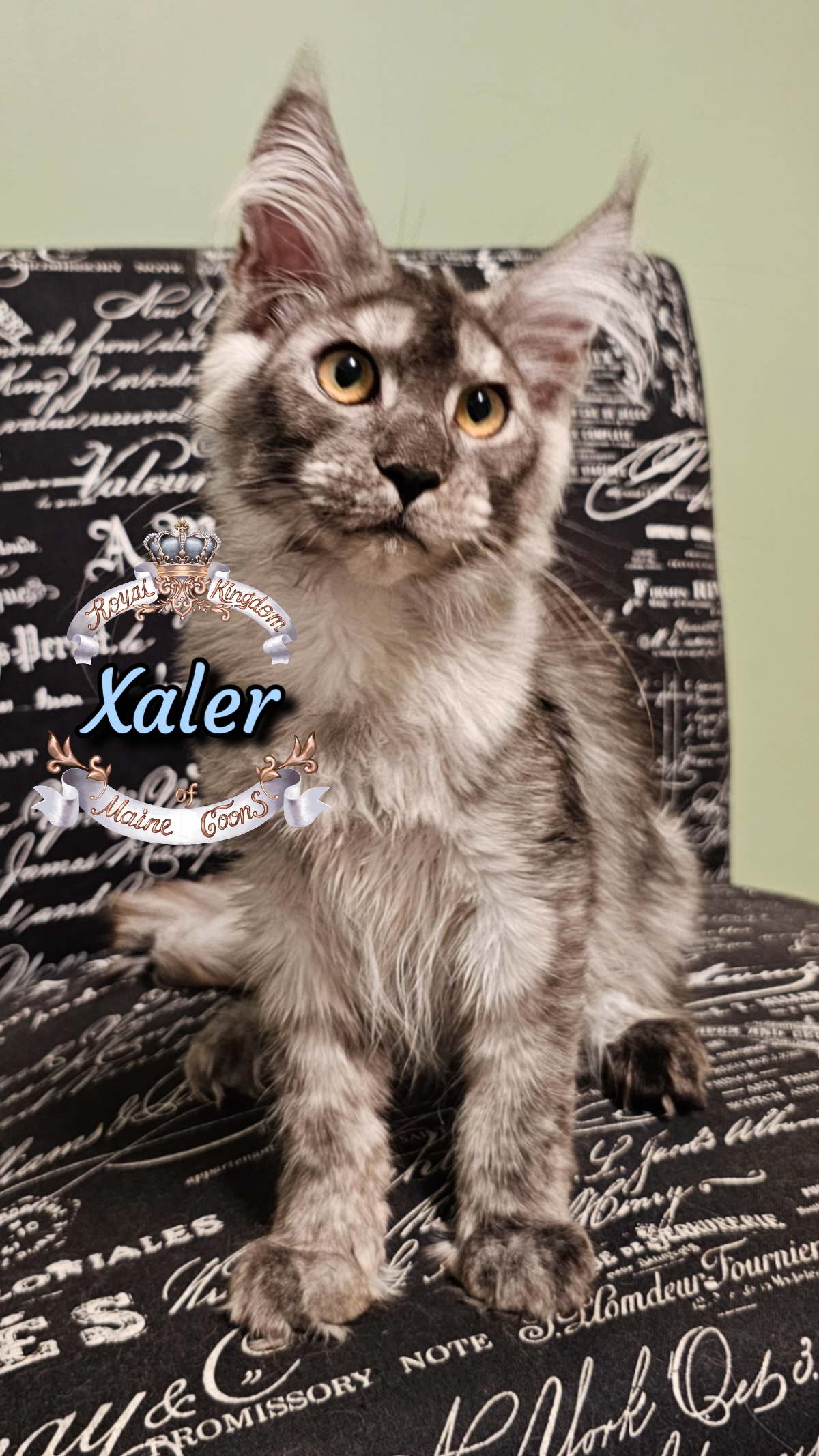 photocollage_20259751827338