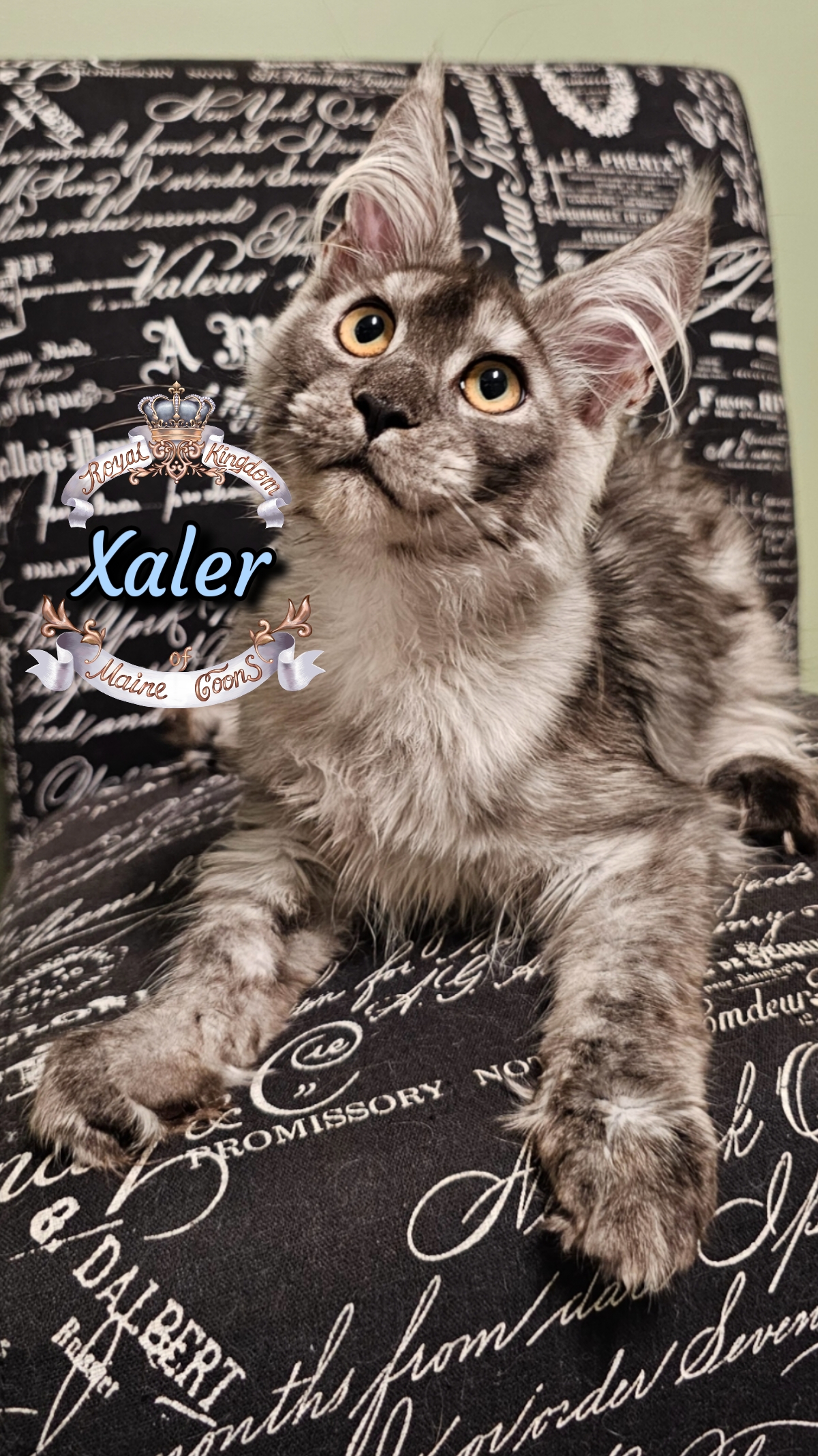 photocollage_2025975199130