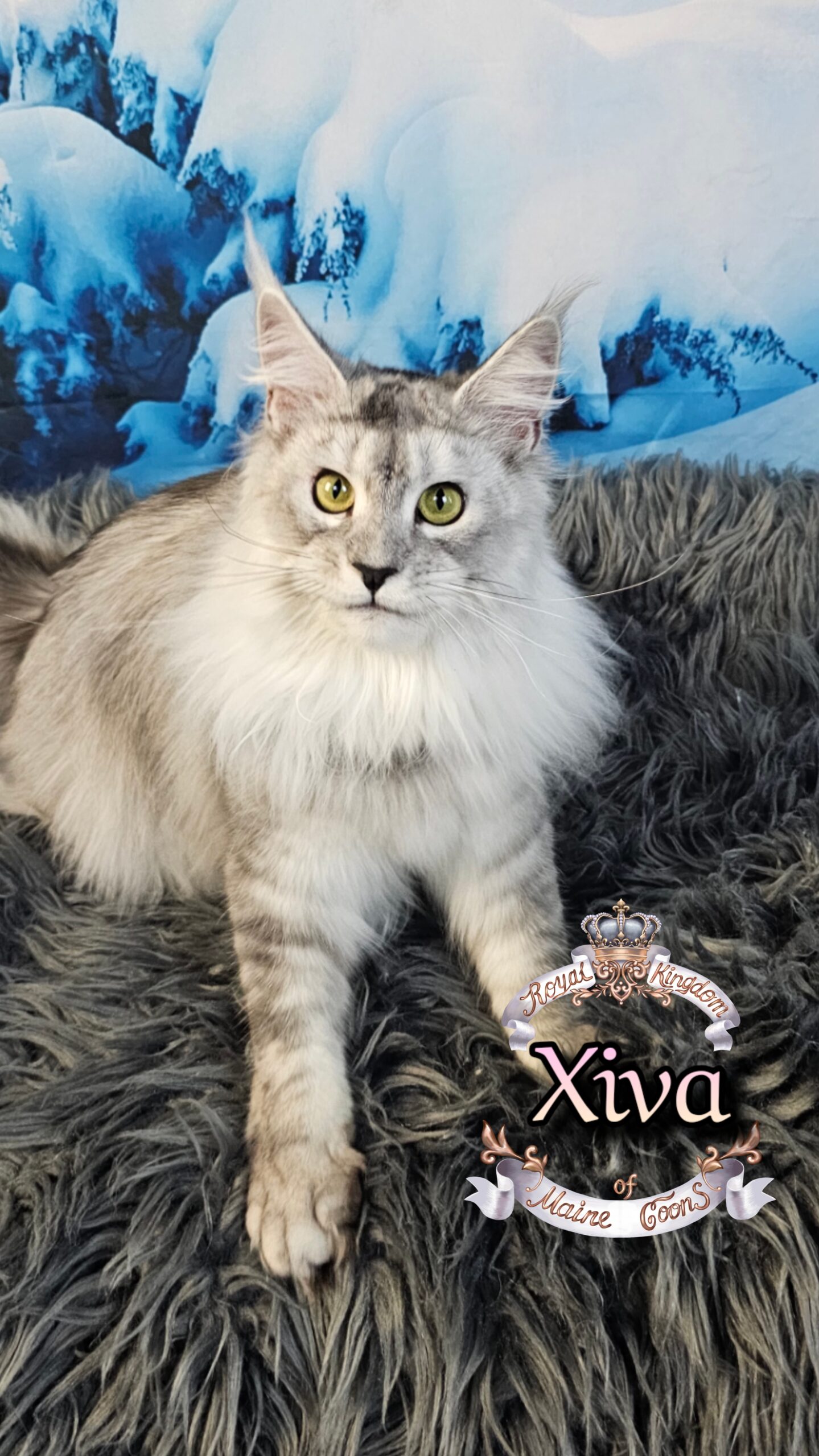 photocollage_2026126192050318