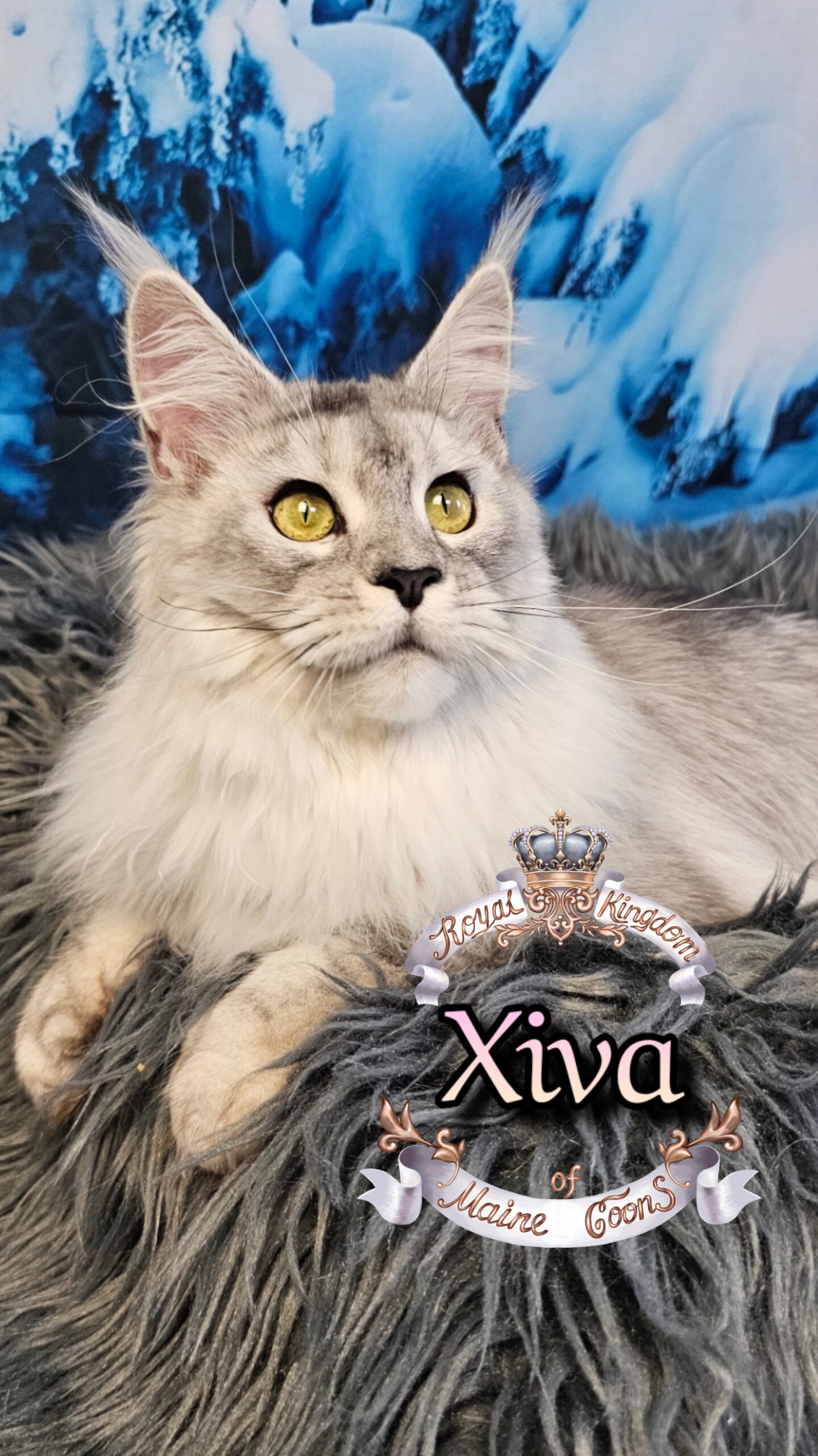 photocollage_2026126192117948