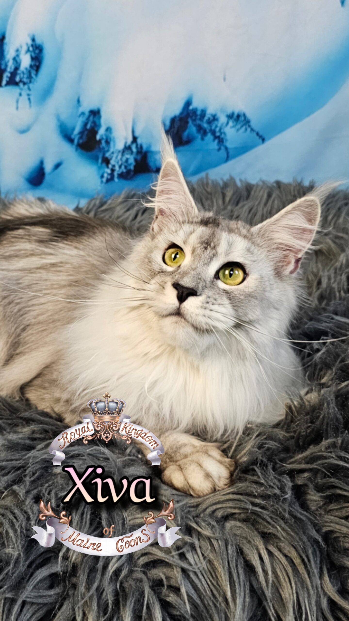 photocollage_202612619222032