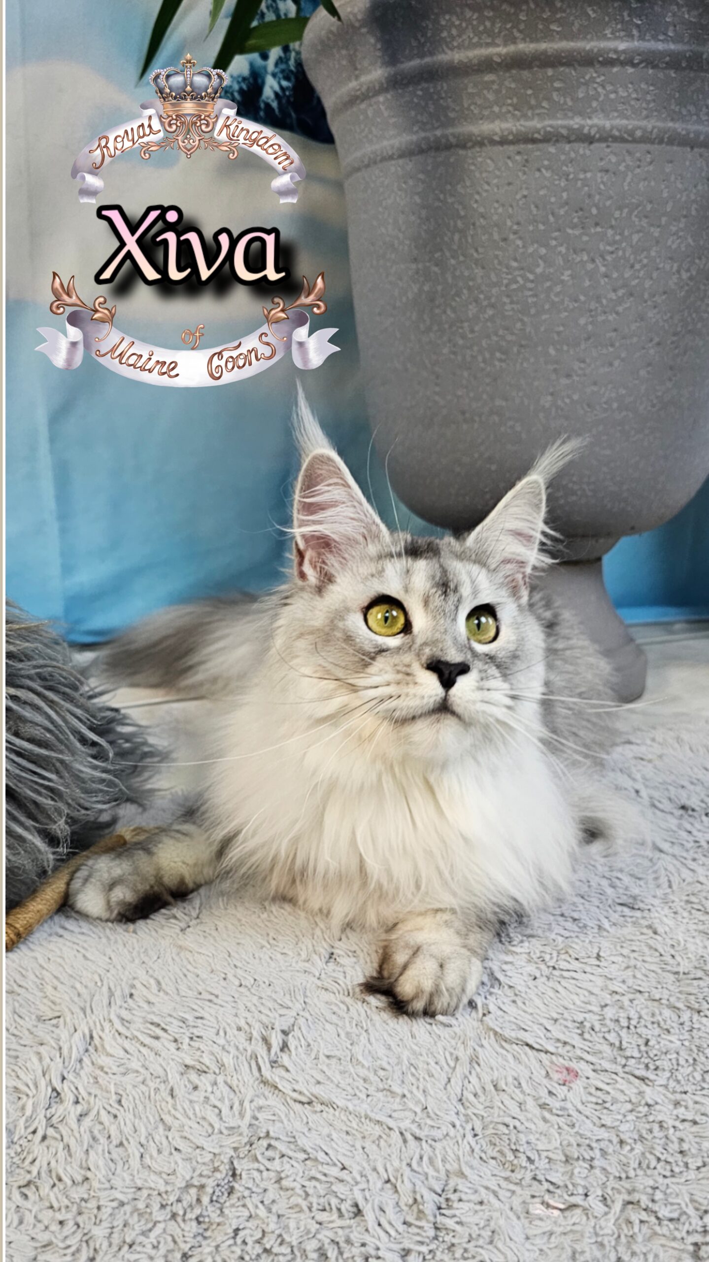 photocollage_202612619224549