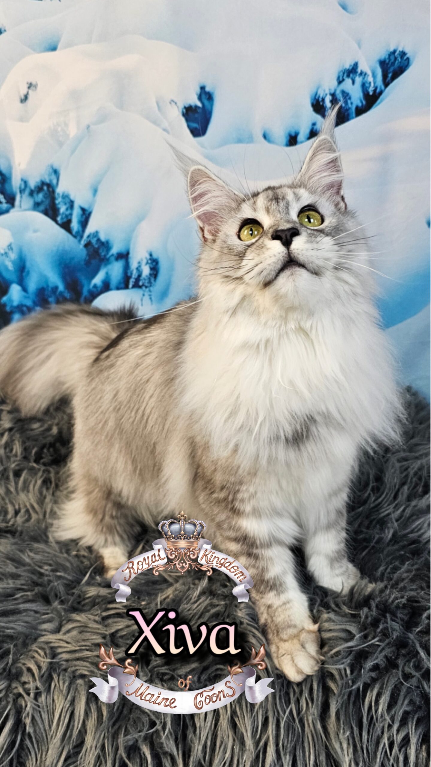 photocollage_202612619224709