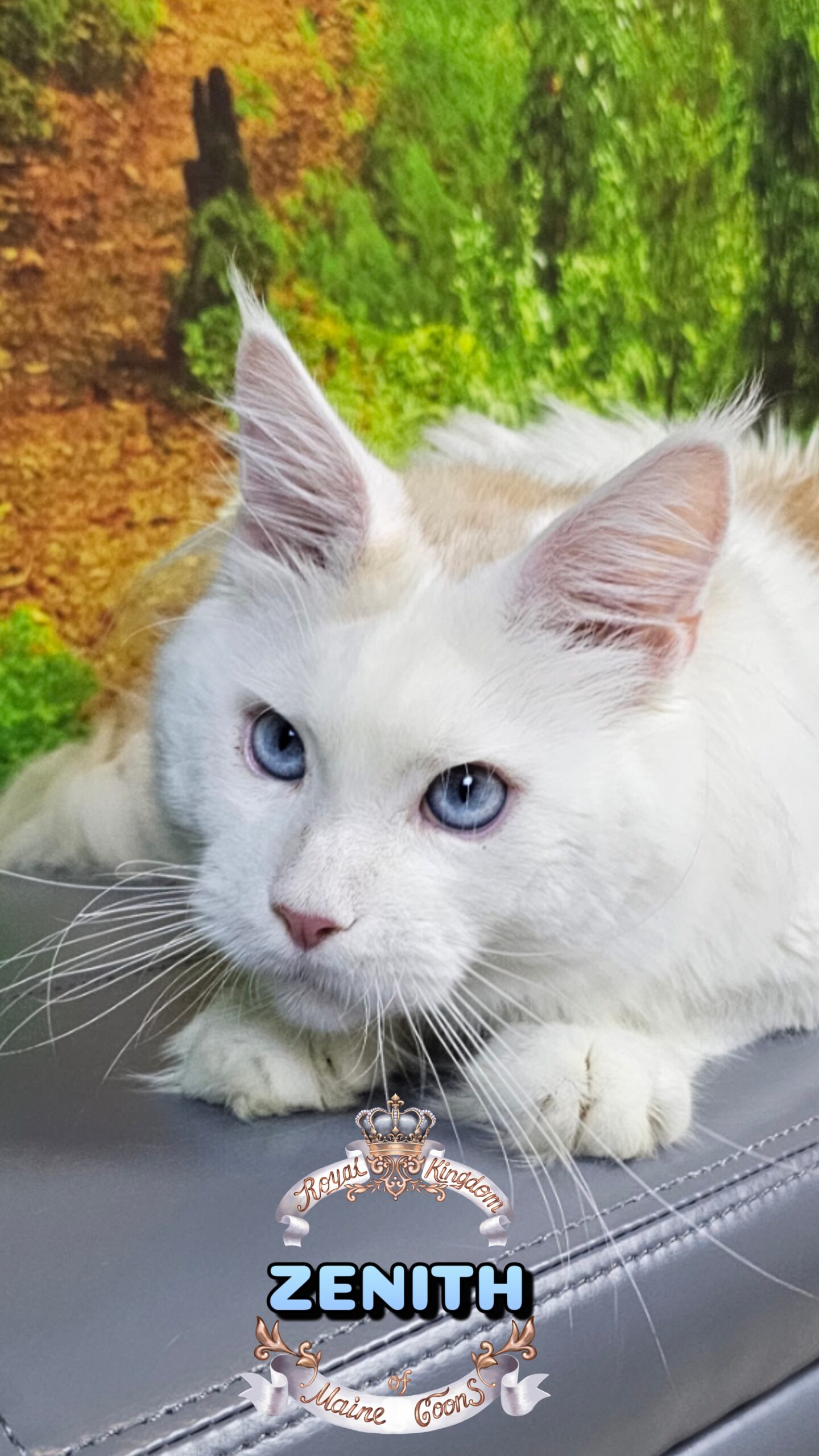 photocollage_20264160113230