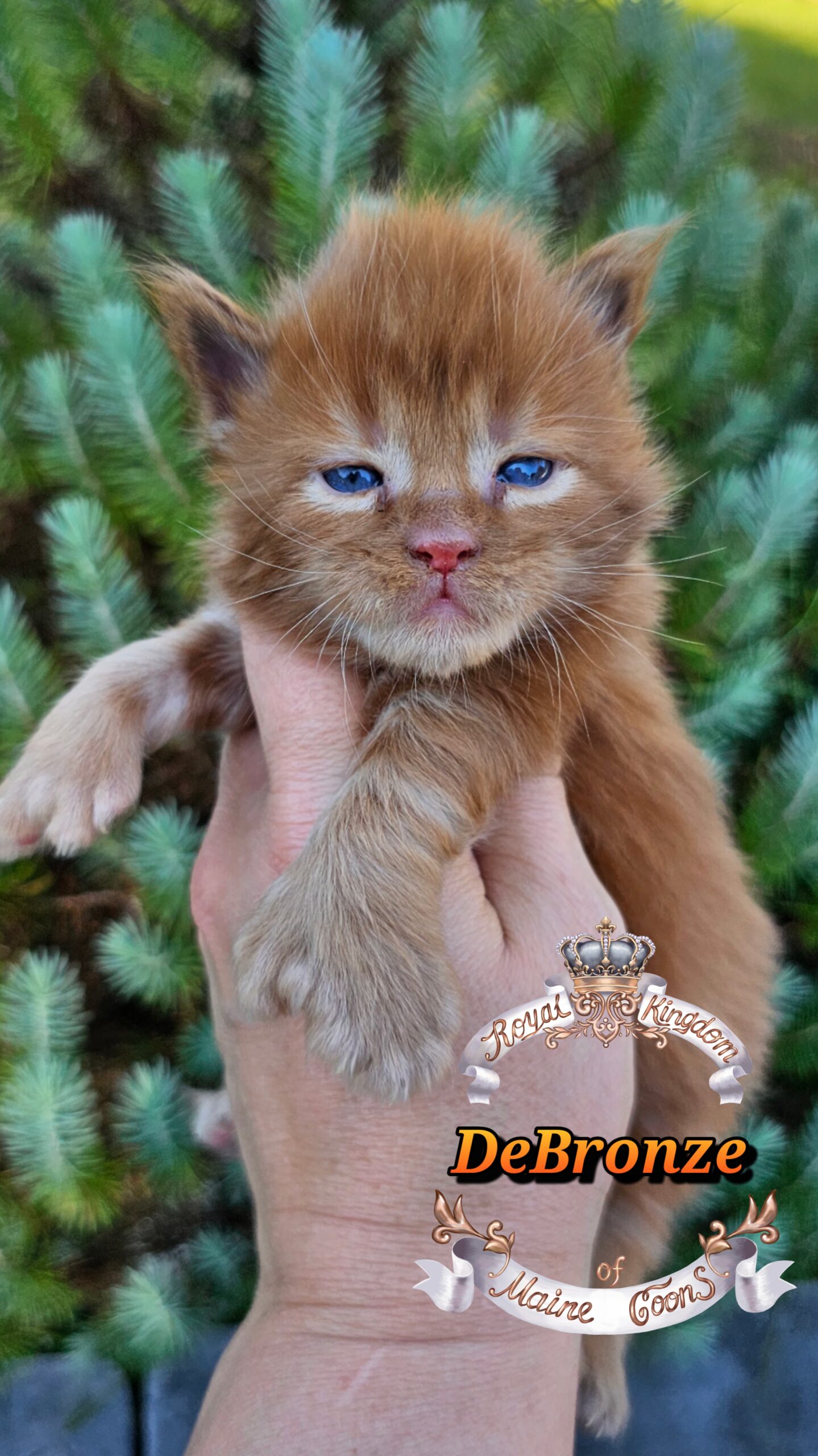 photocollage_20251013174745735