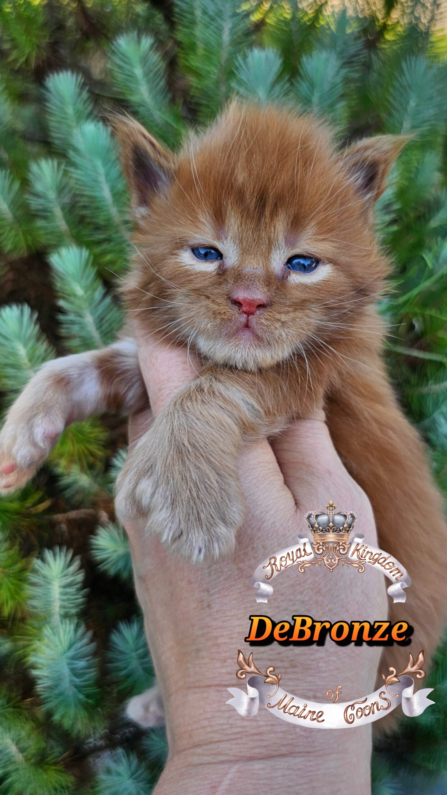 photocollage_20251013174820120