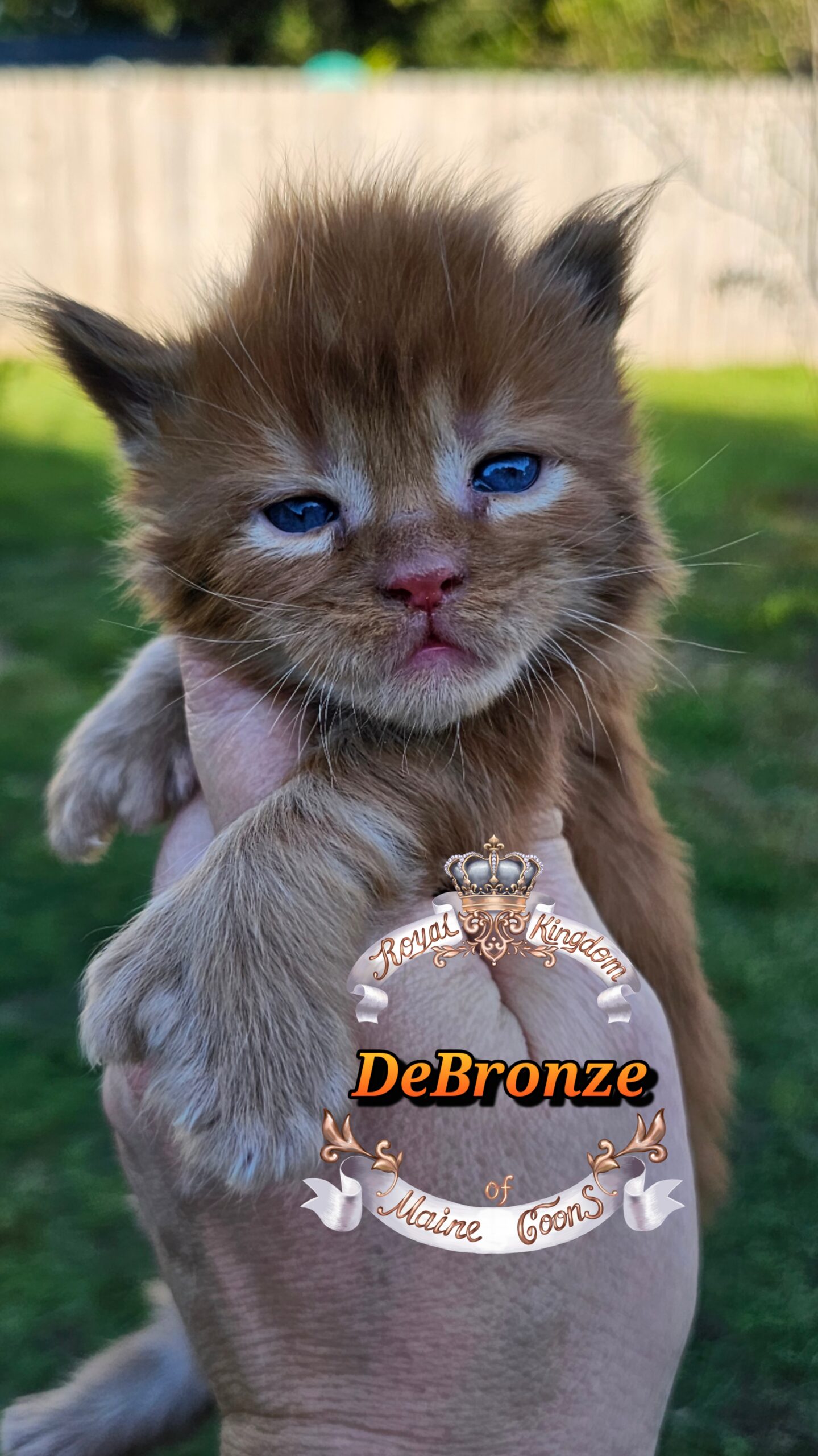 photocollage_2025101317508506