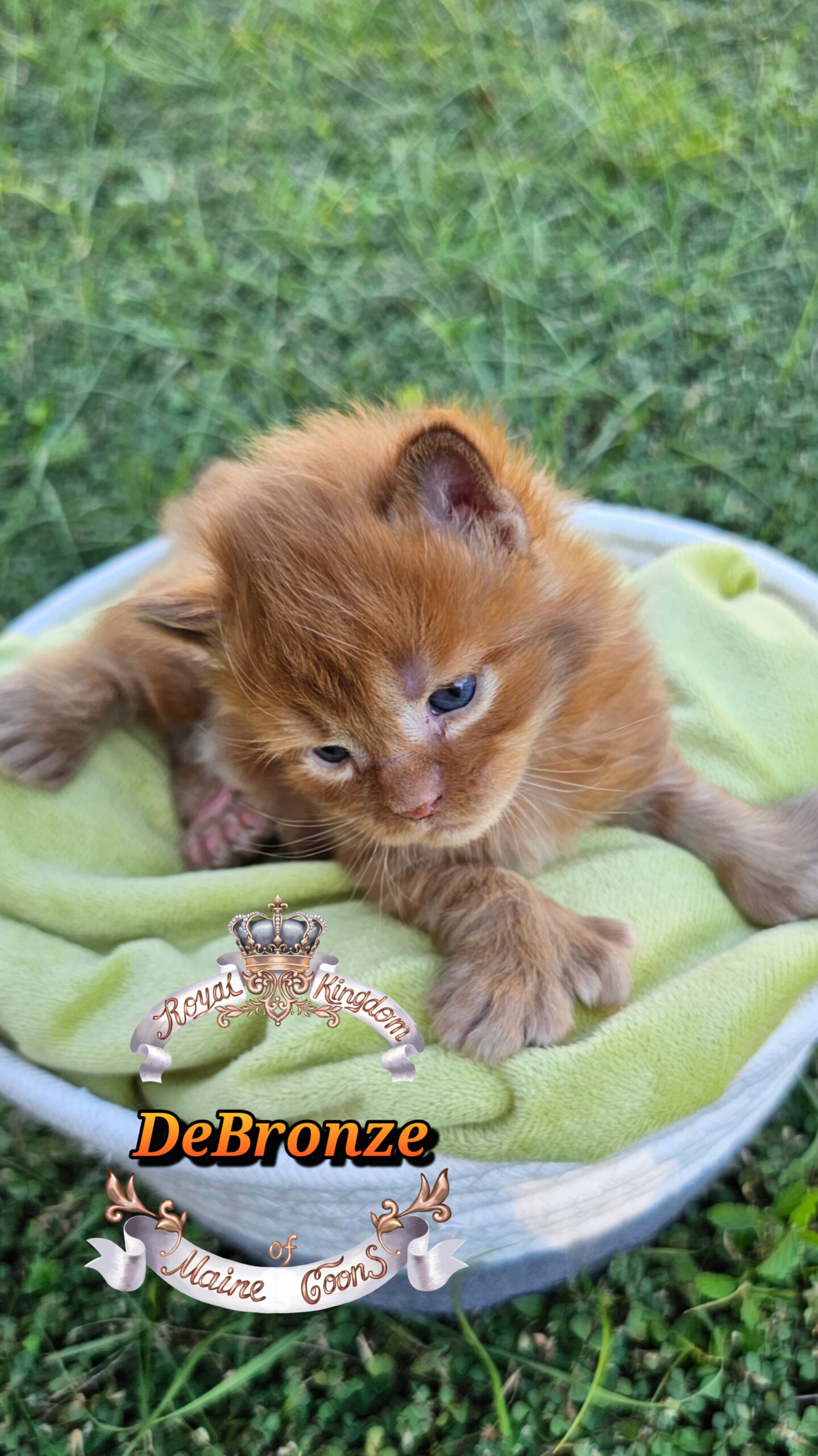 photocollage_2025101317521535