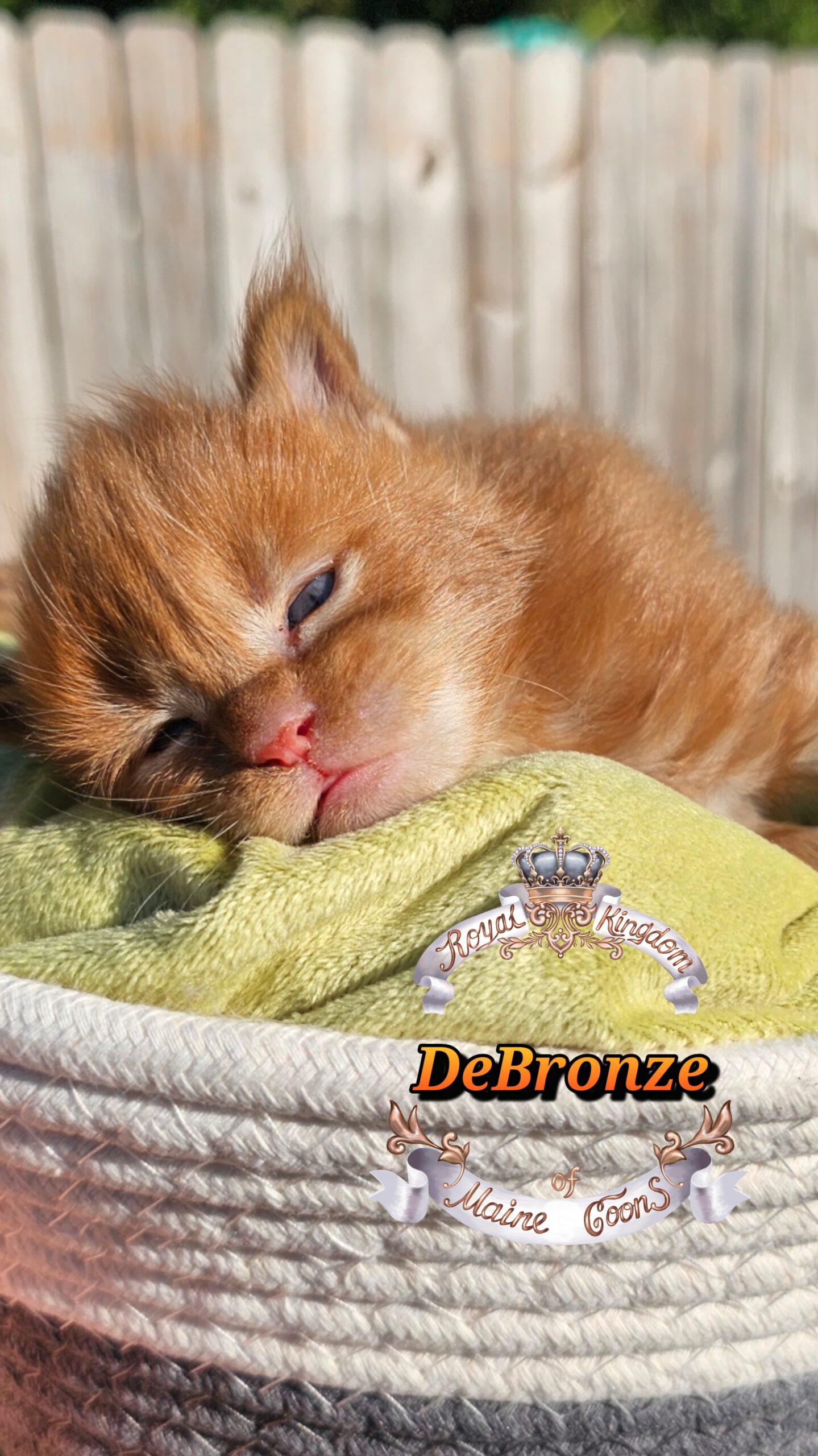 photocollage_20251013175228486