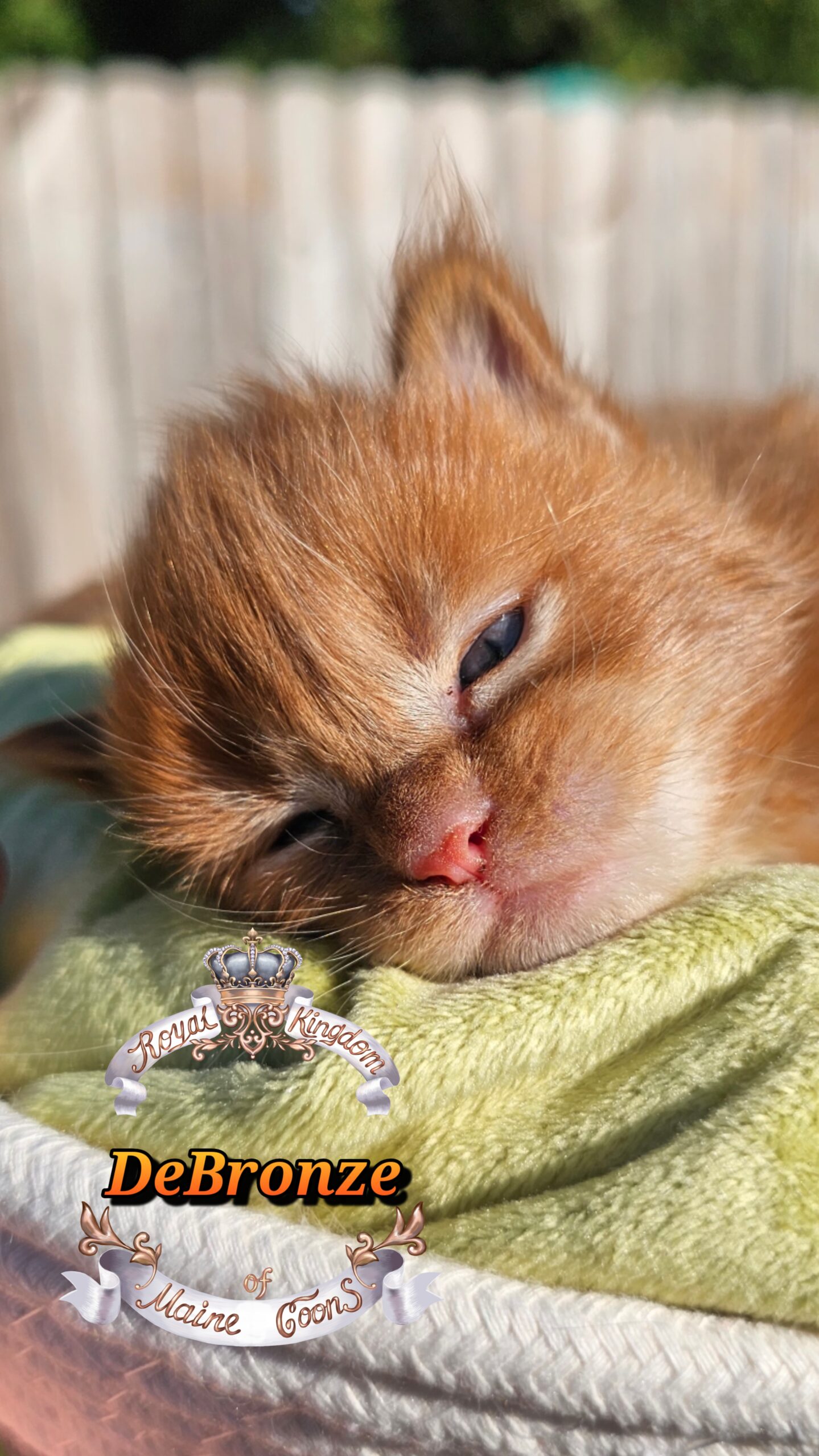 photocollage_2025101317524478