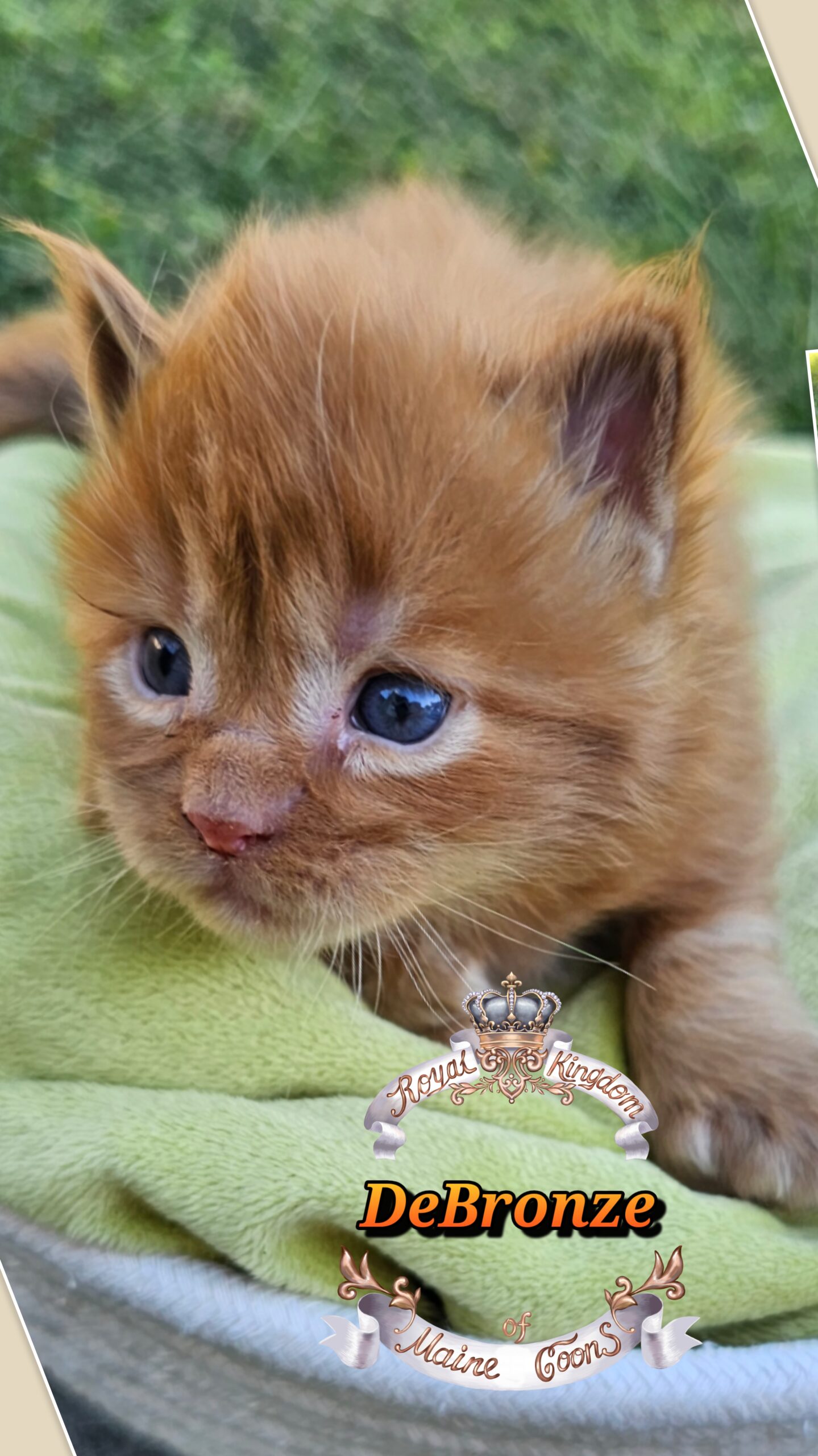 photocollage_2025101317567810