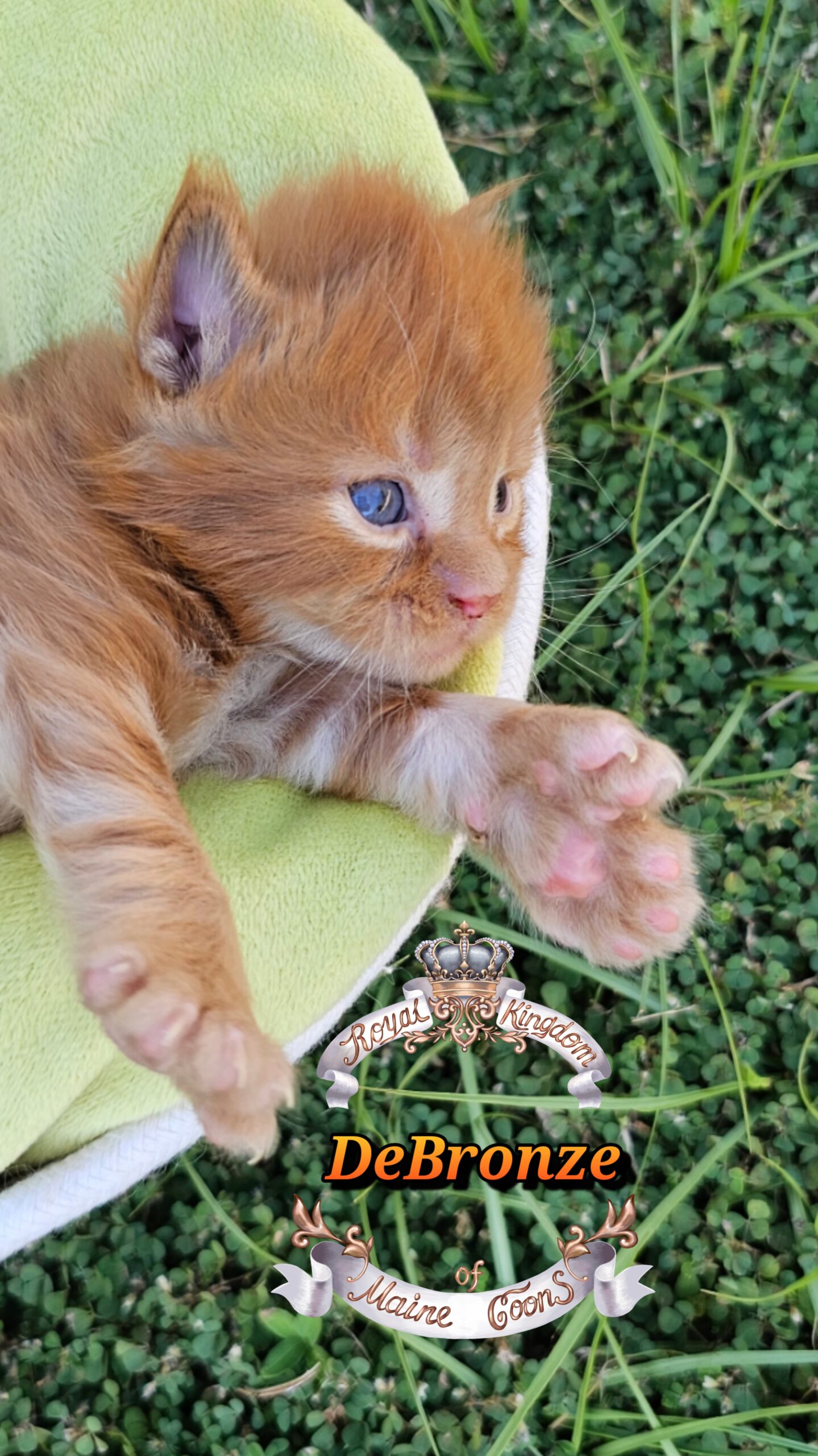 photocollage_20251013175733192