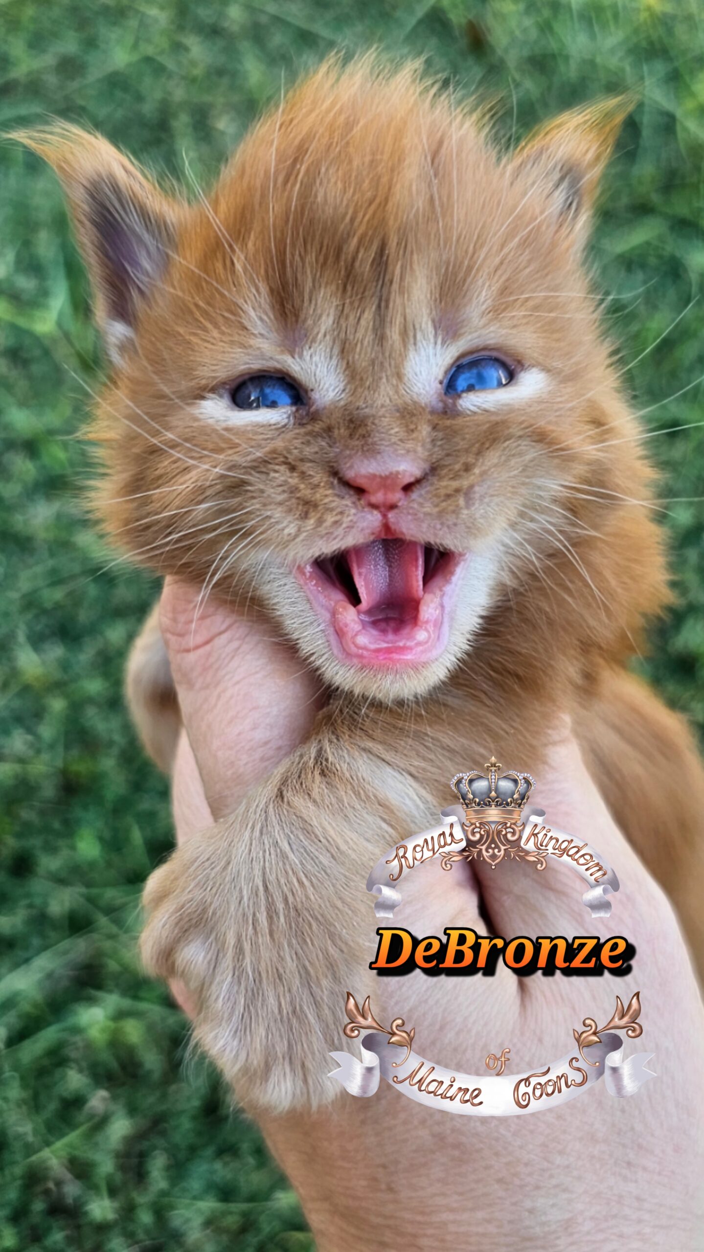 photocollage_20251013175750135