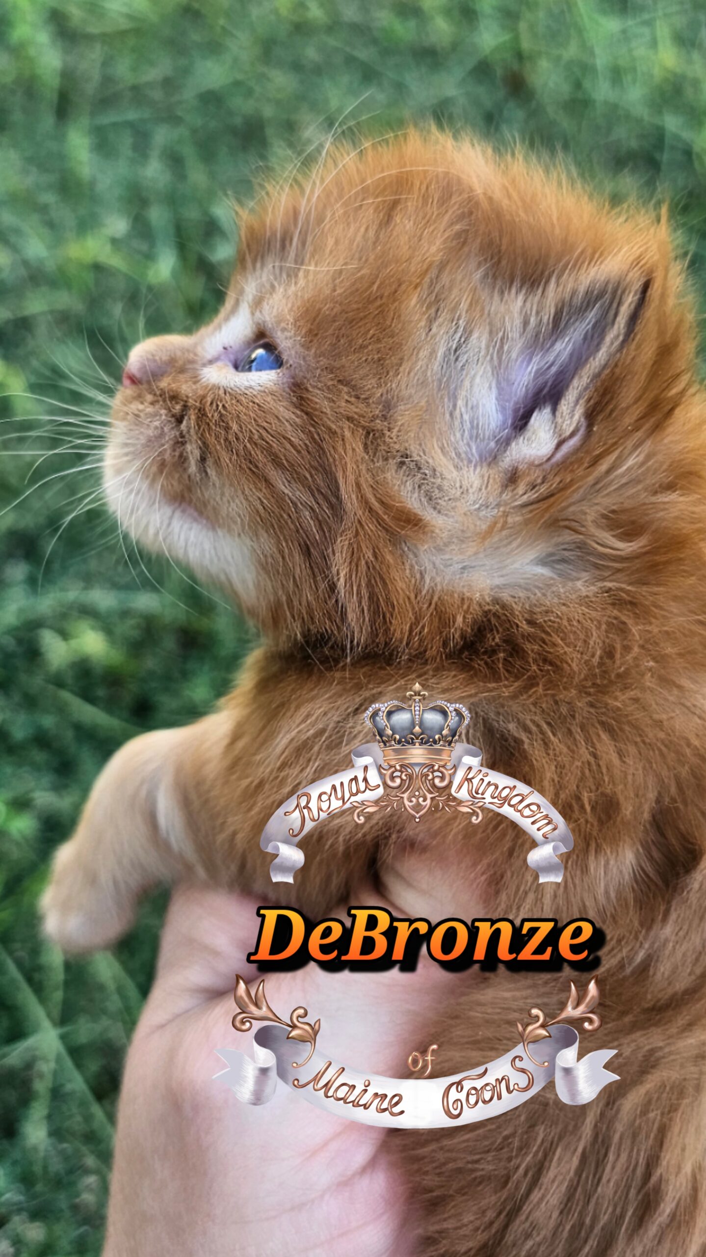 photocollage_202510131758810