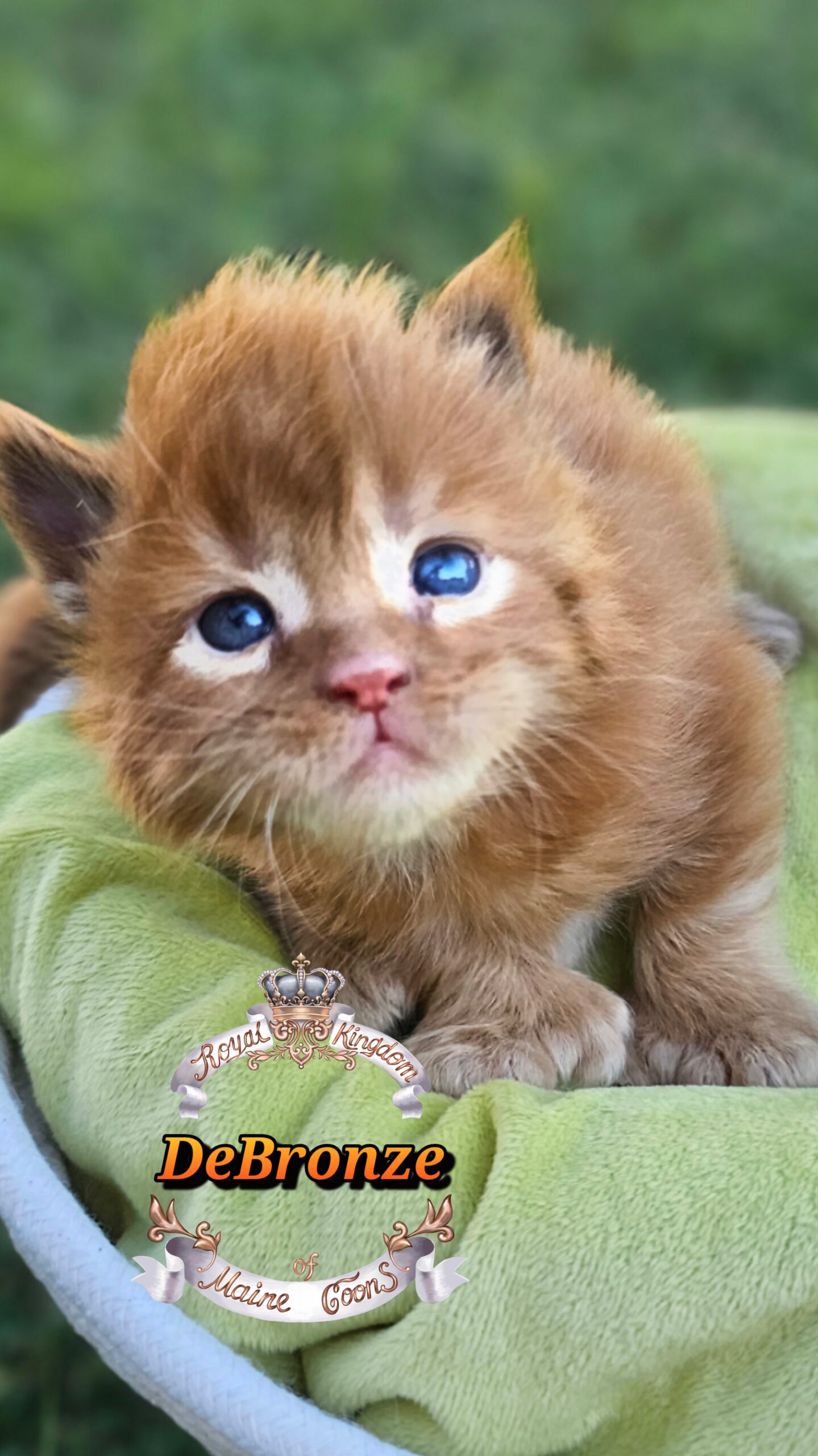 photocollage_20251013175919946