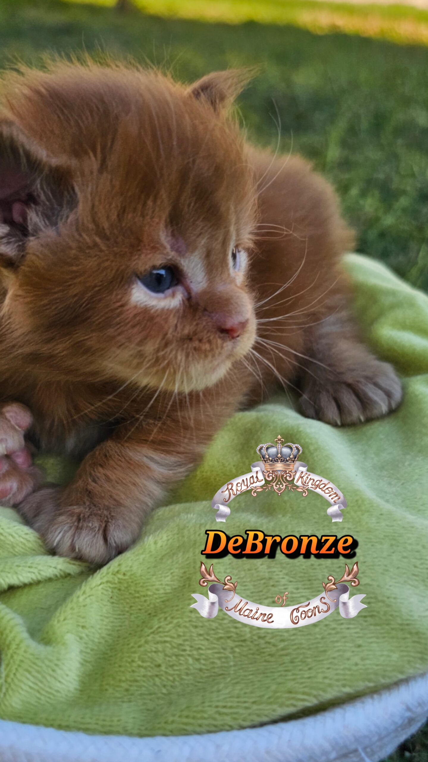 photocollage_2025101318044573