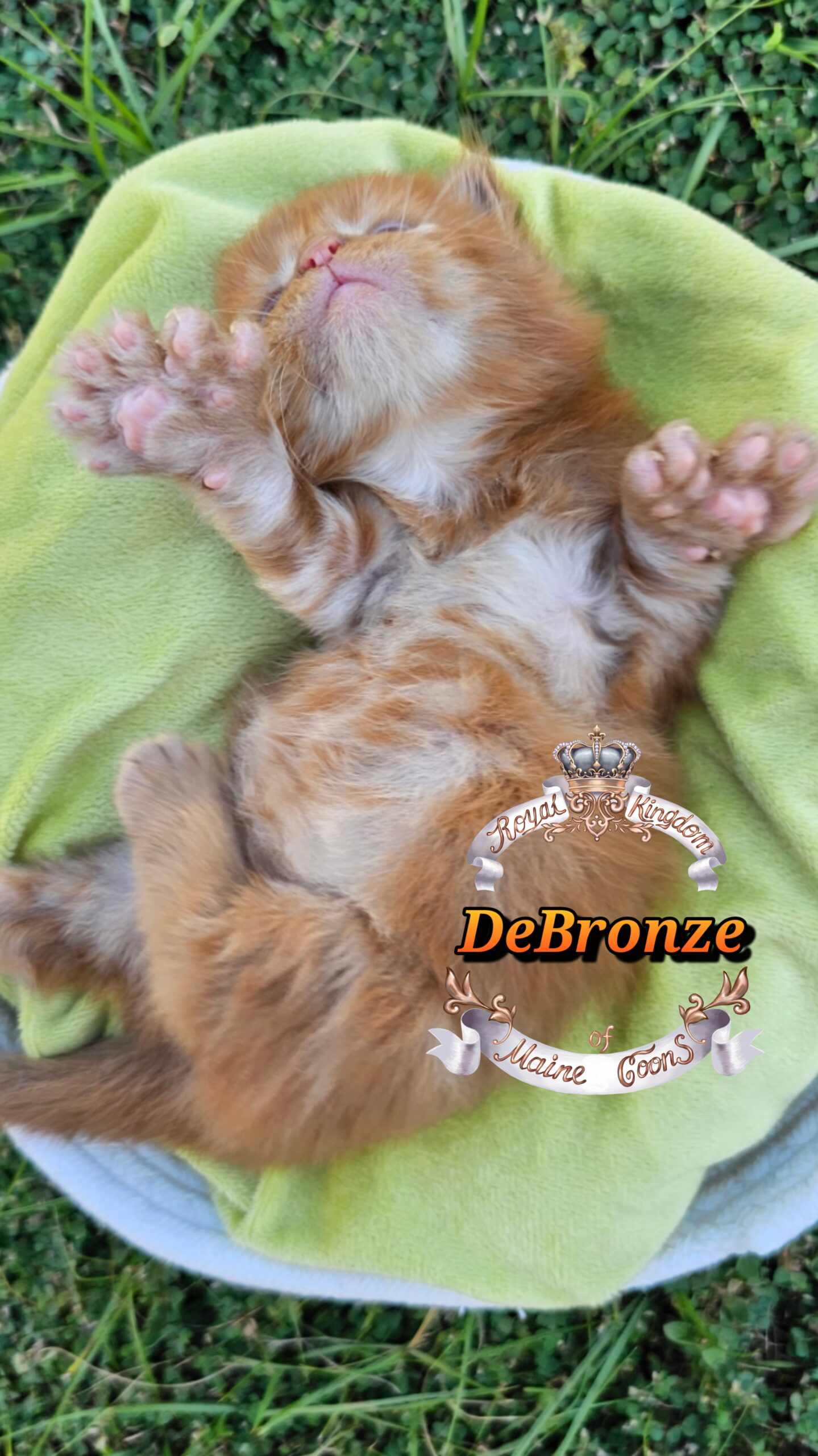 photocollage_202510131814210