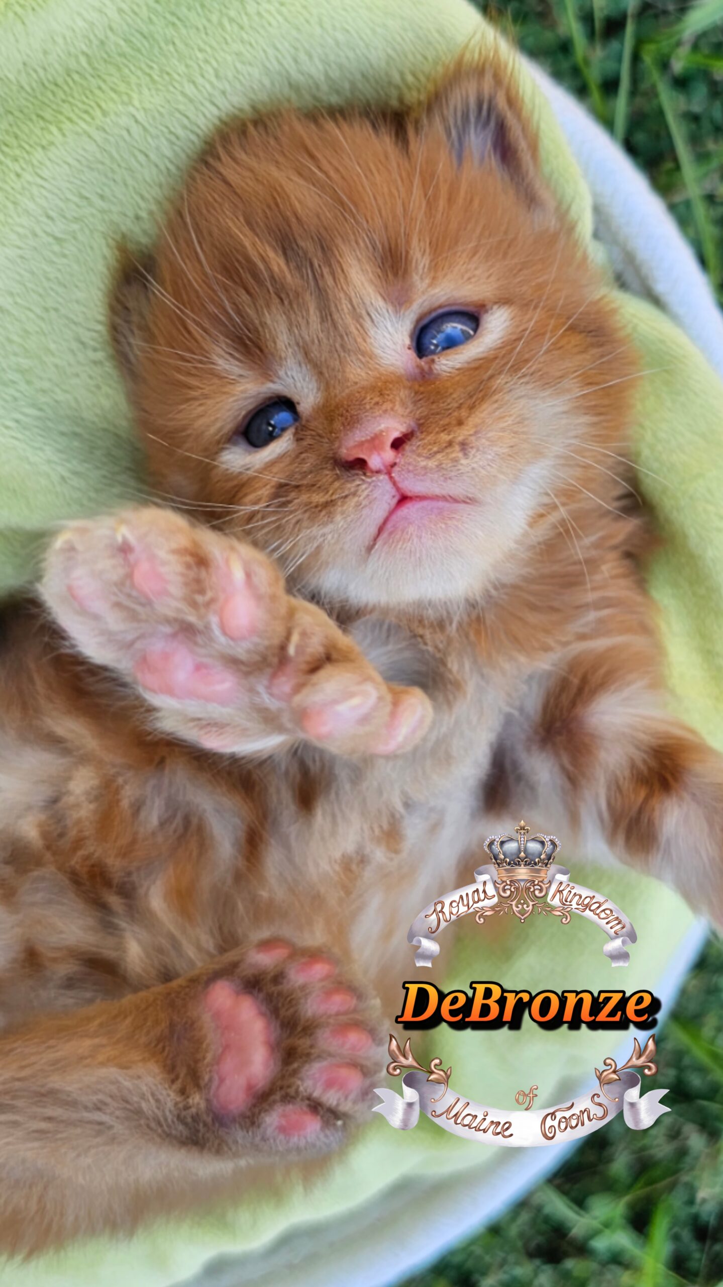 photocollage_2025101318257185