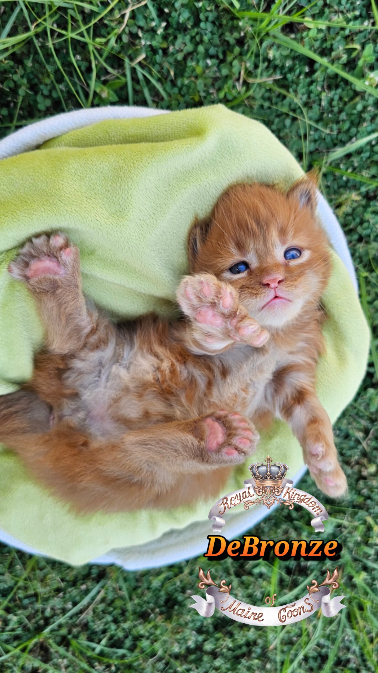 photocollage_2025101318320447