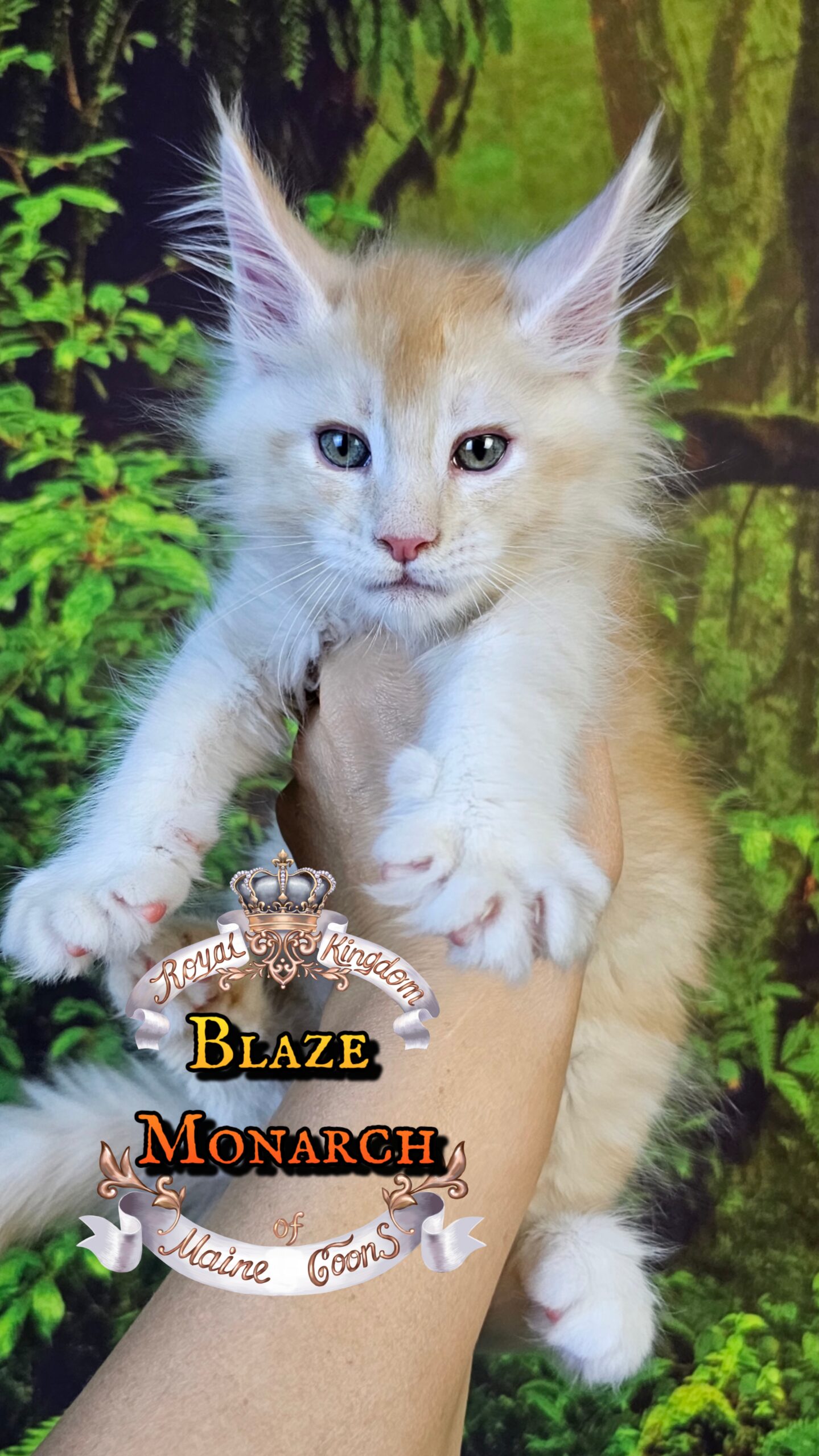 photocollage_20251013235621708