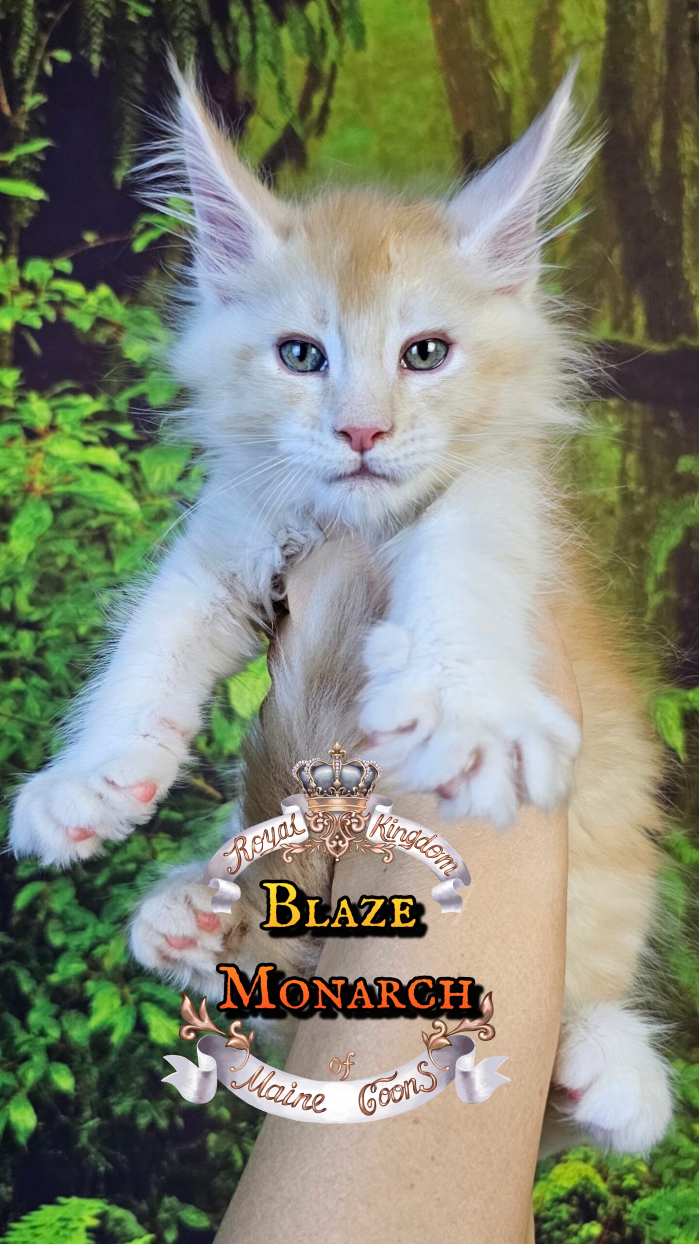 photocollage_2025101323580929