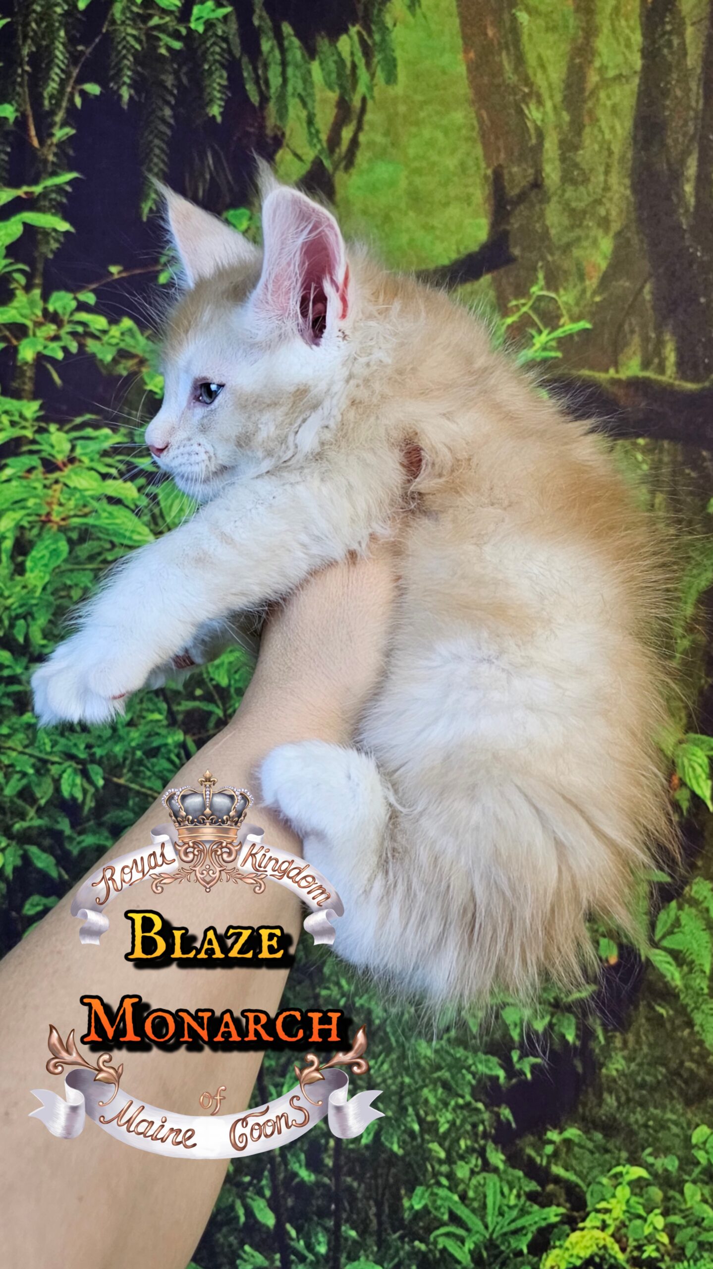 photocollage_20251013235830929