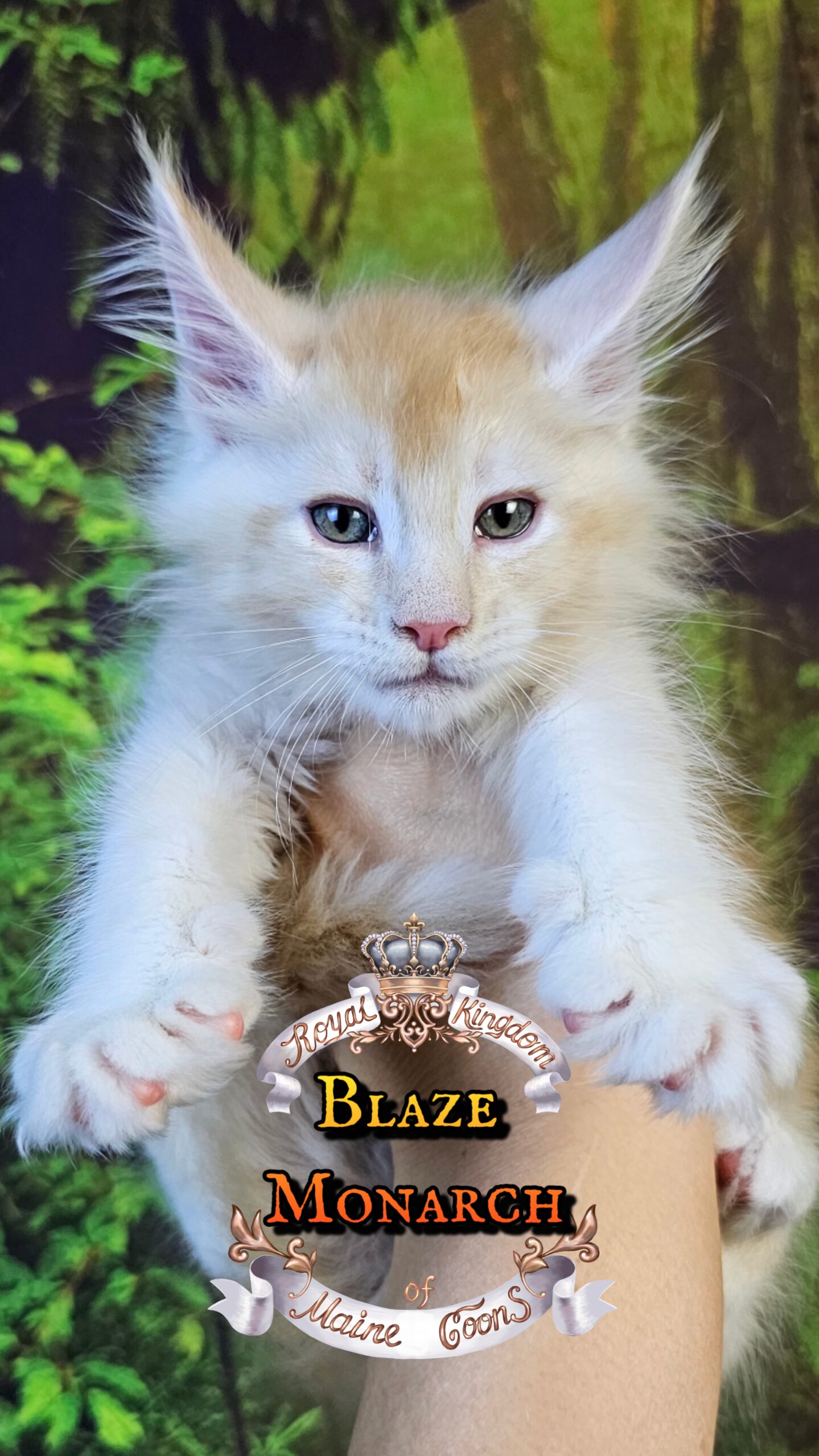 photocollage_20251013235857327