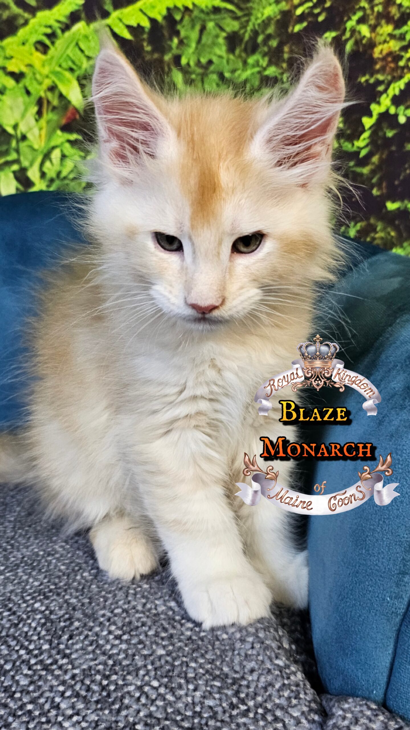 photocollage_2025101401244708