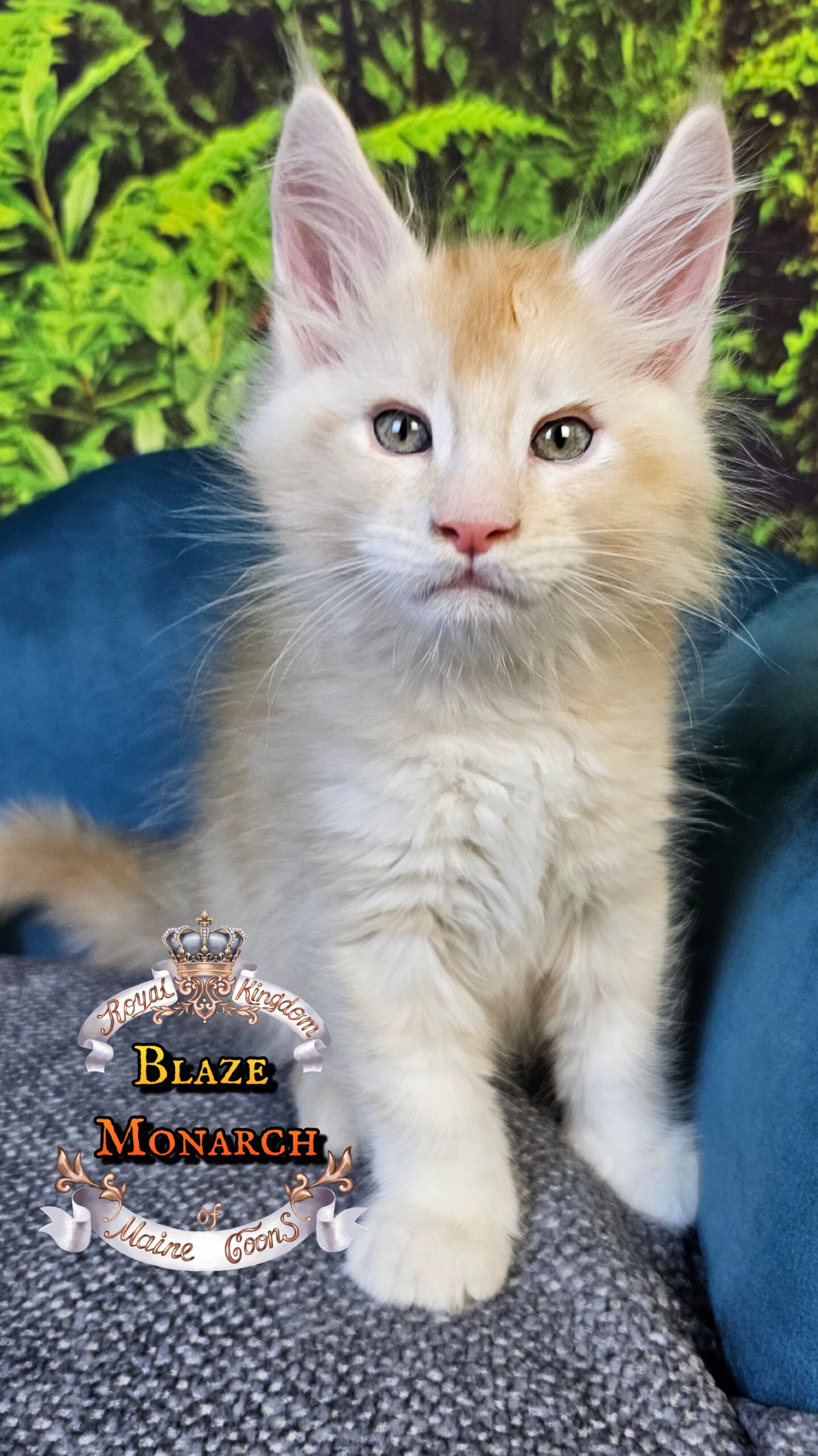 photocollage_2025101401413811