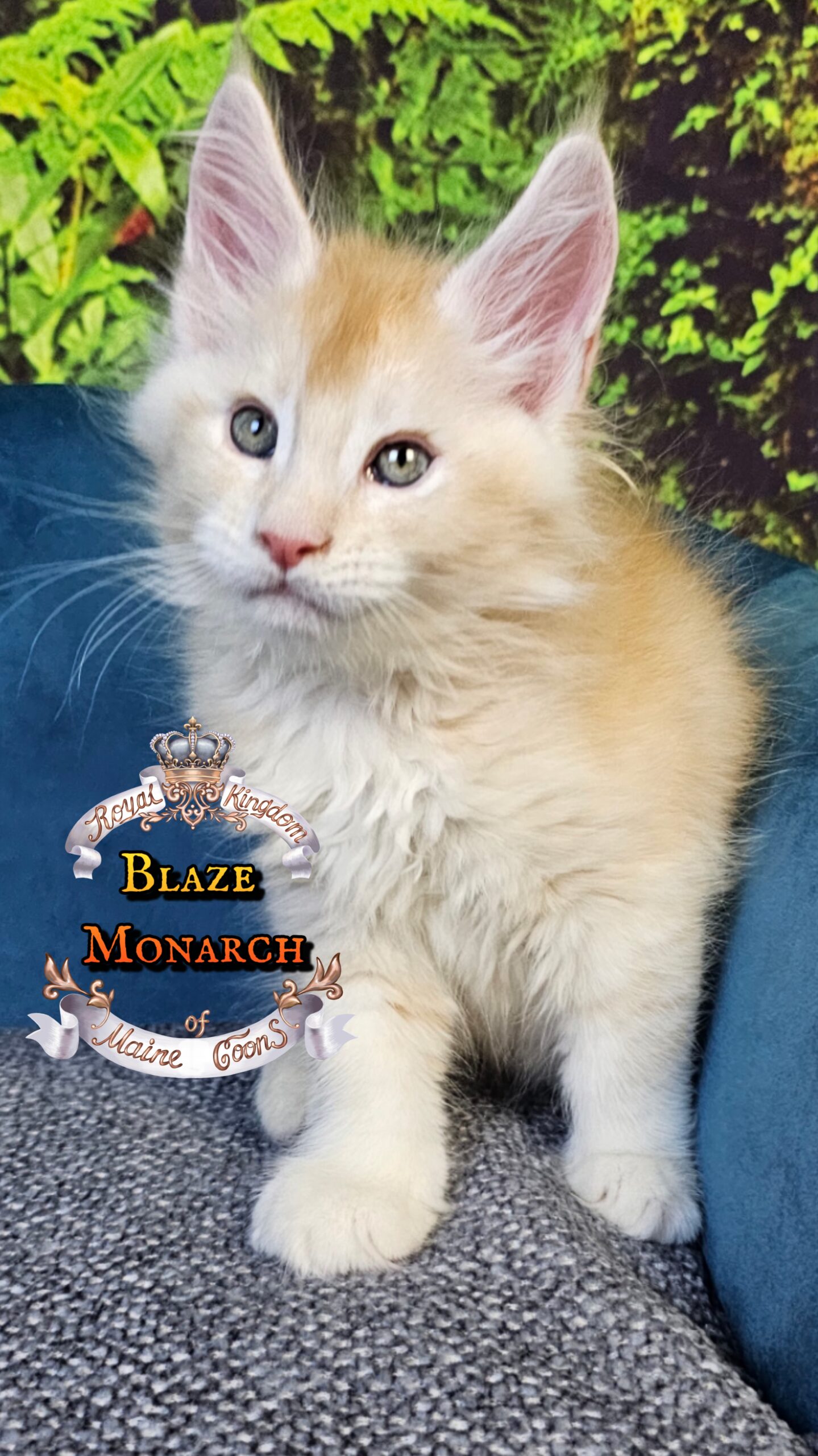 photocollage_202510140143415