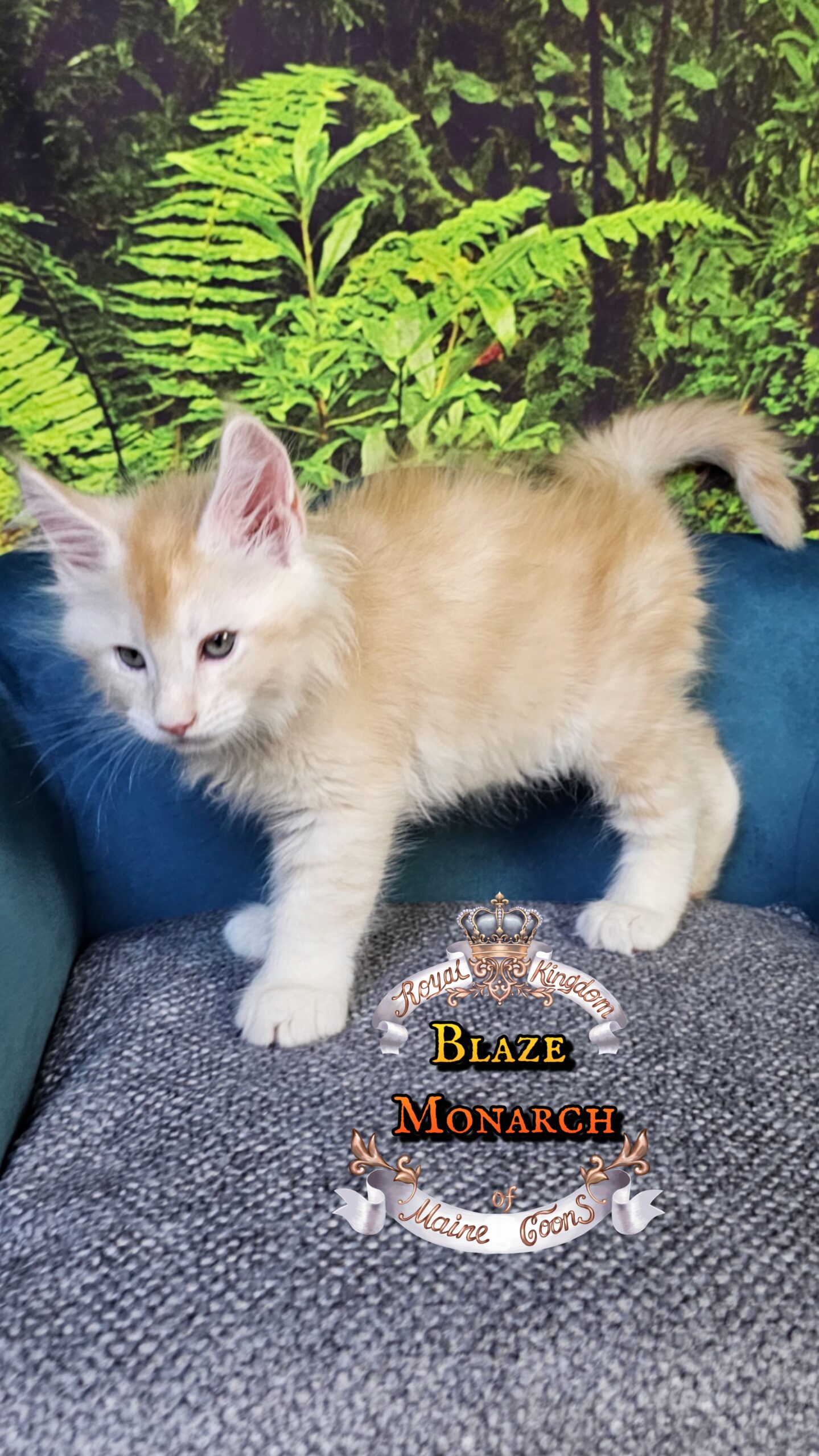 photocollage_20251014024111