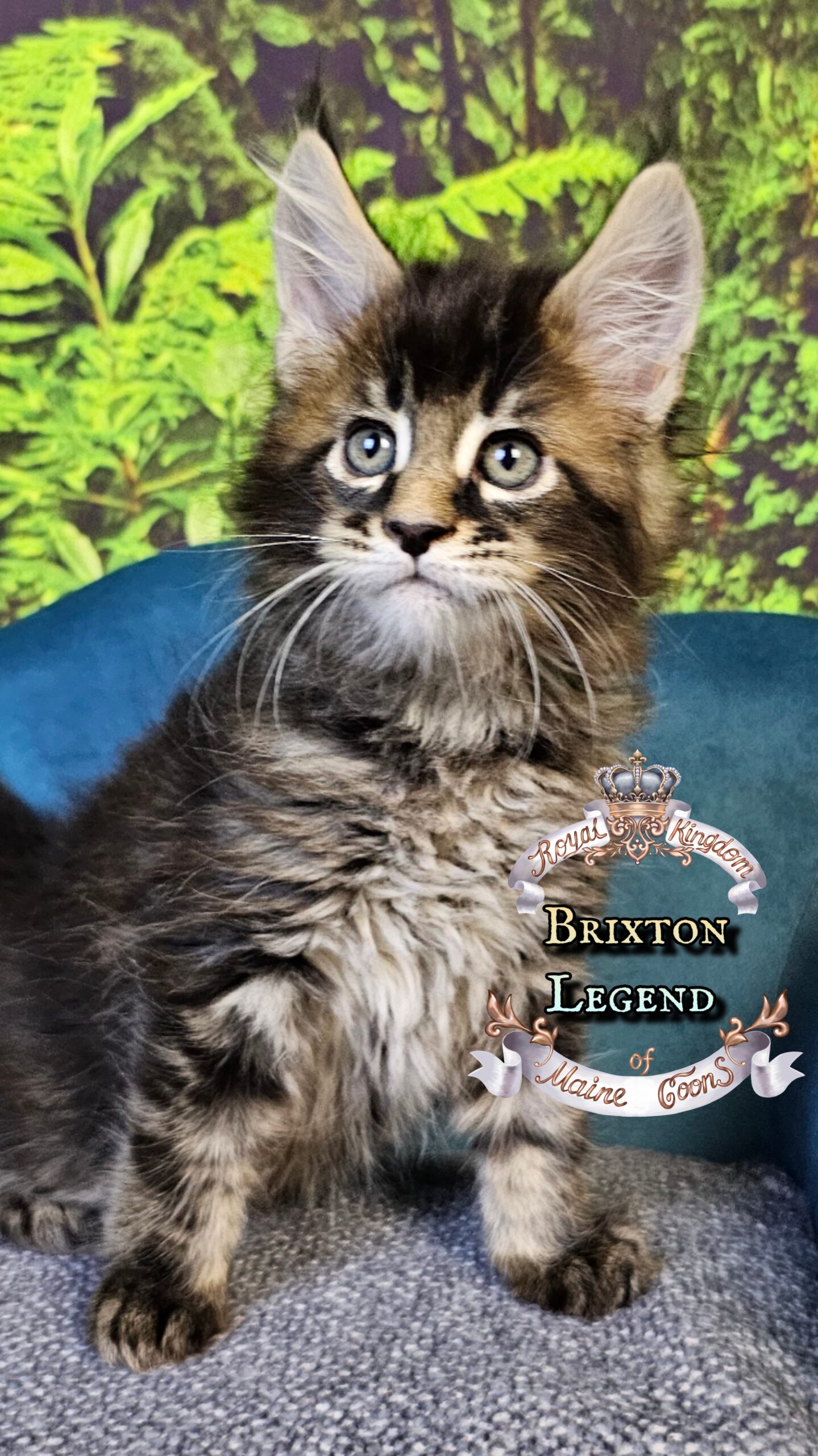 photocollage_2025101402727924