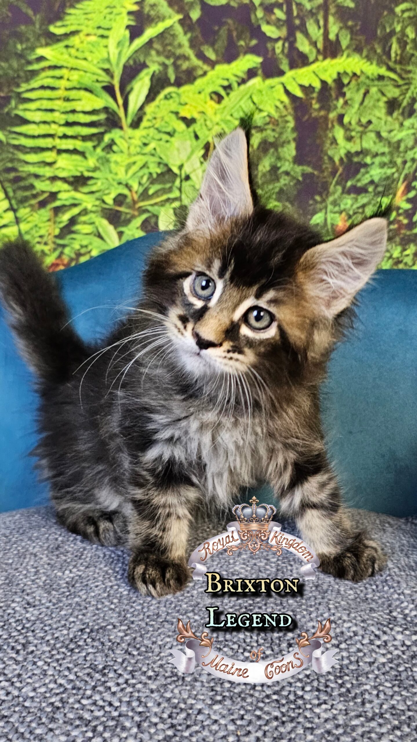 photocollage_2025101402754692