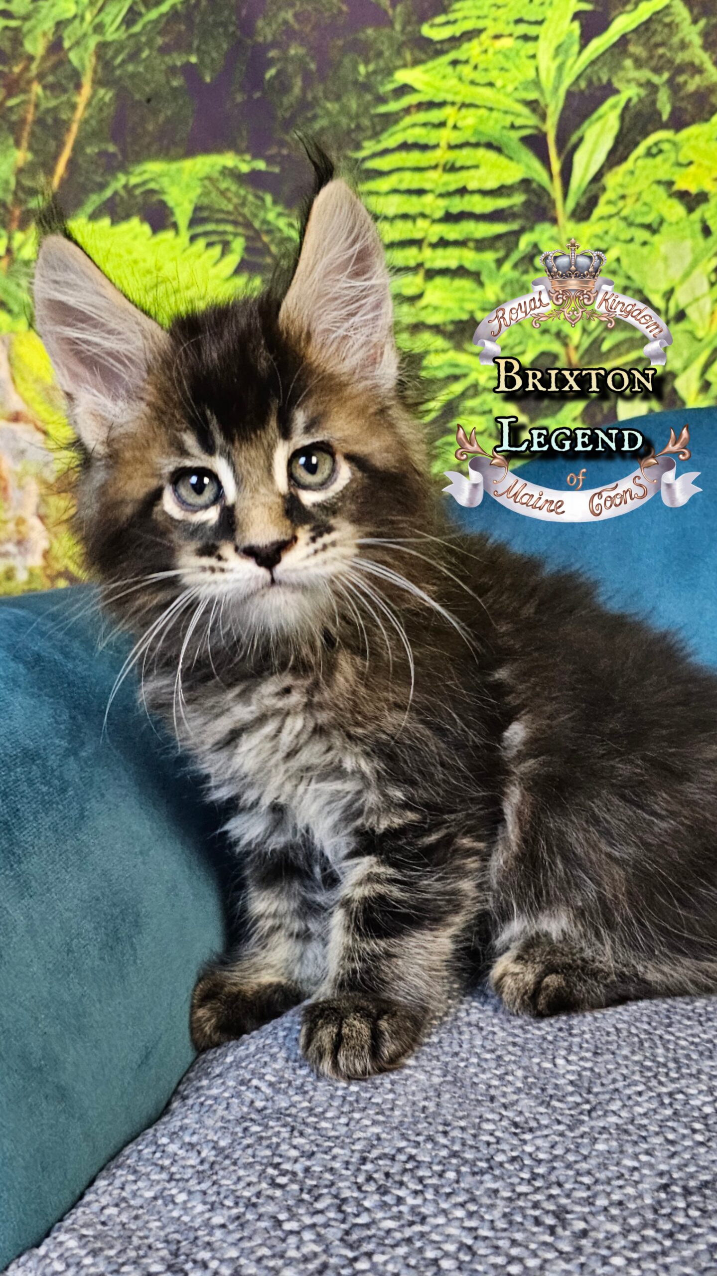 photocollage_2025101402842487