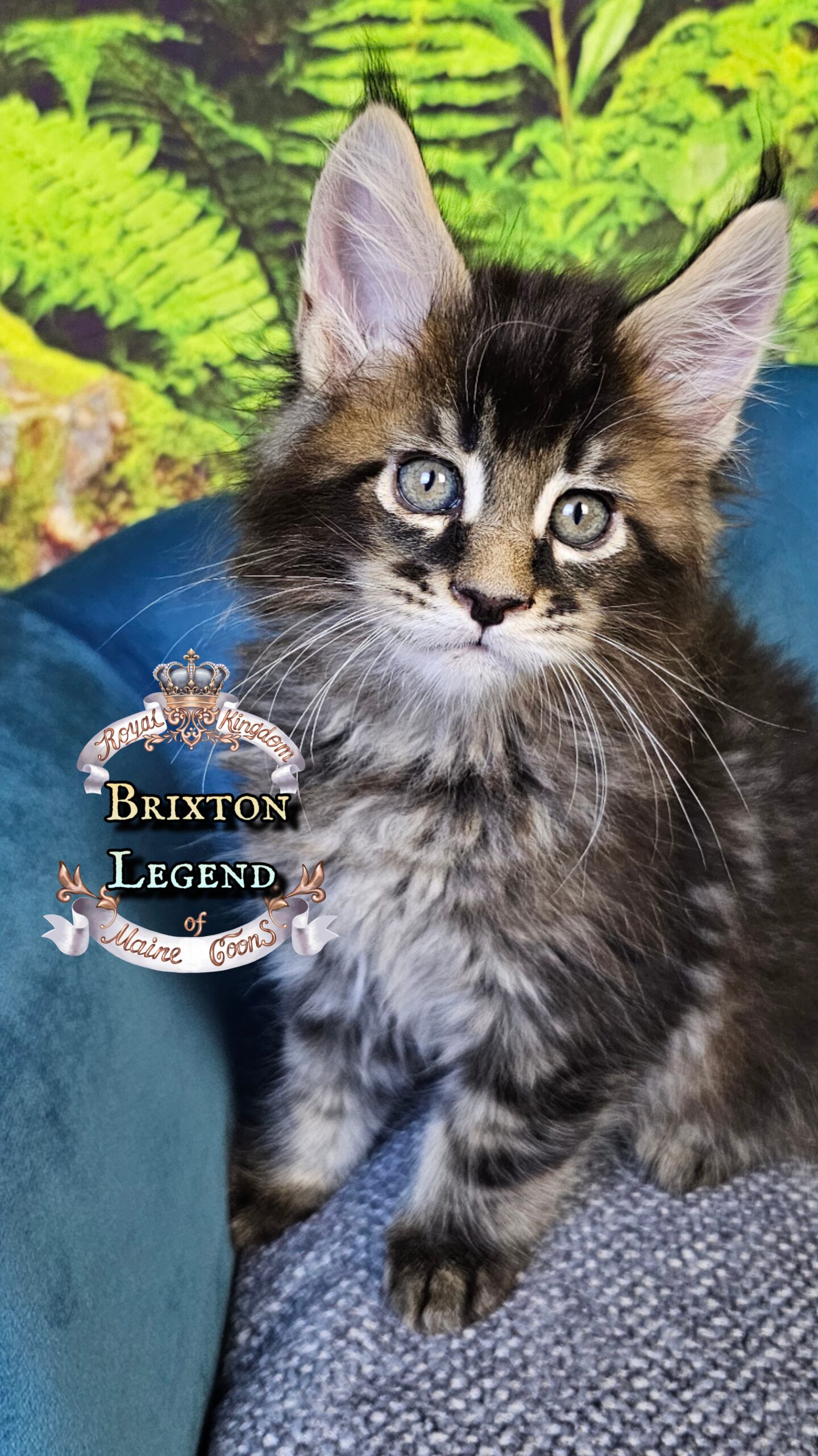 photocollage_202510140297439