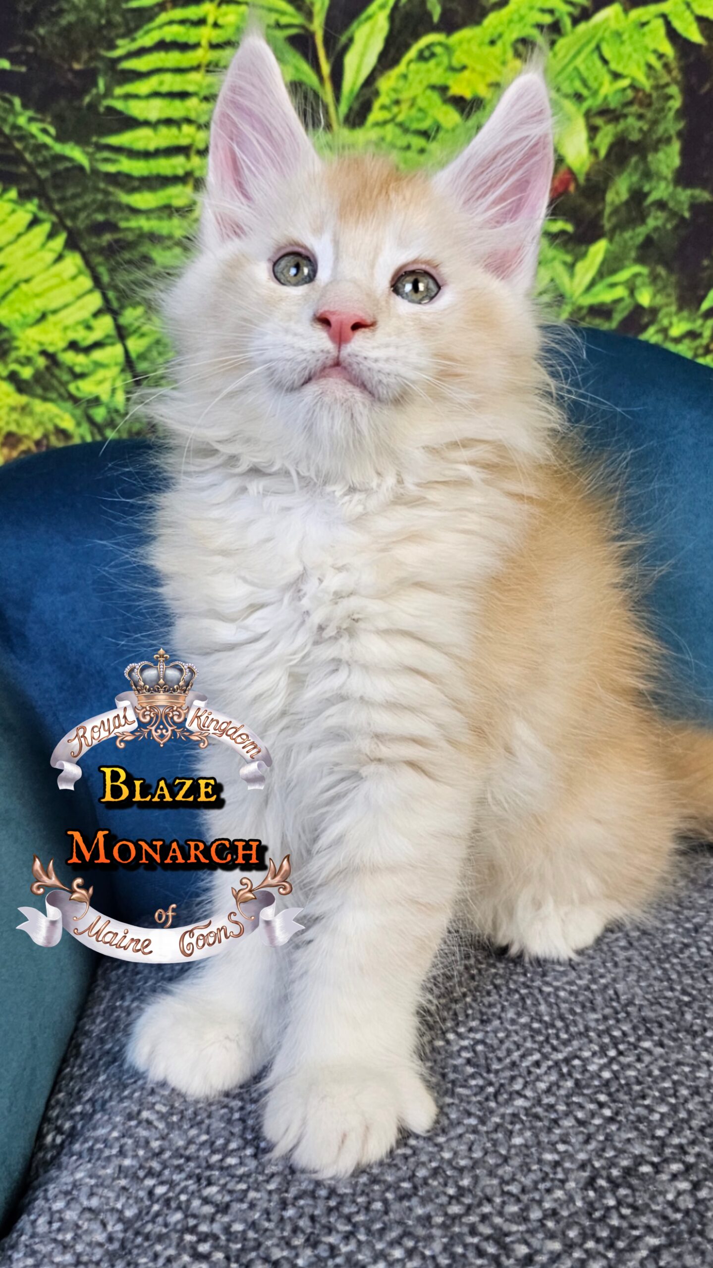 photocollage_202510140334856