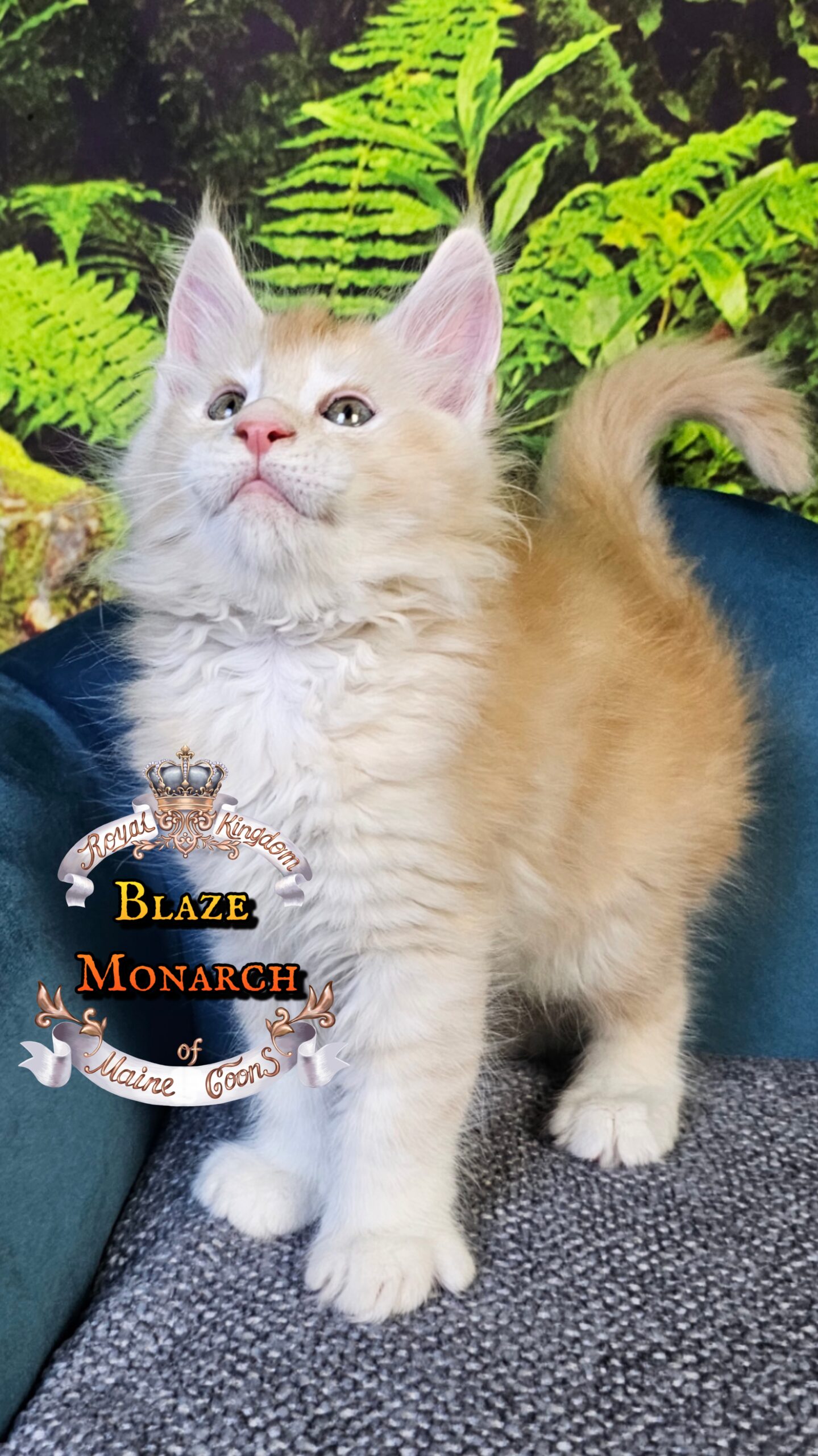 photocollage_20251014035538