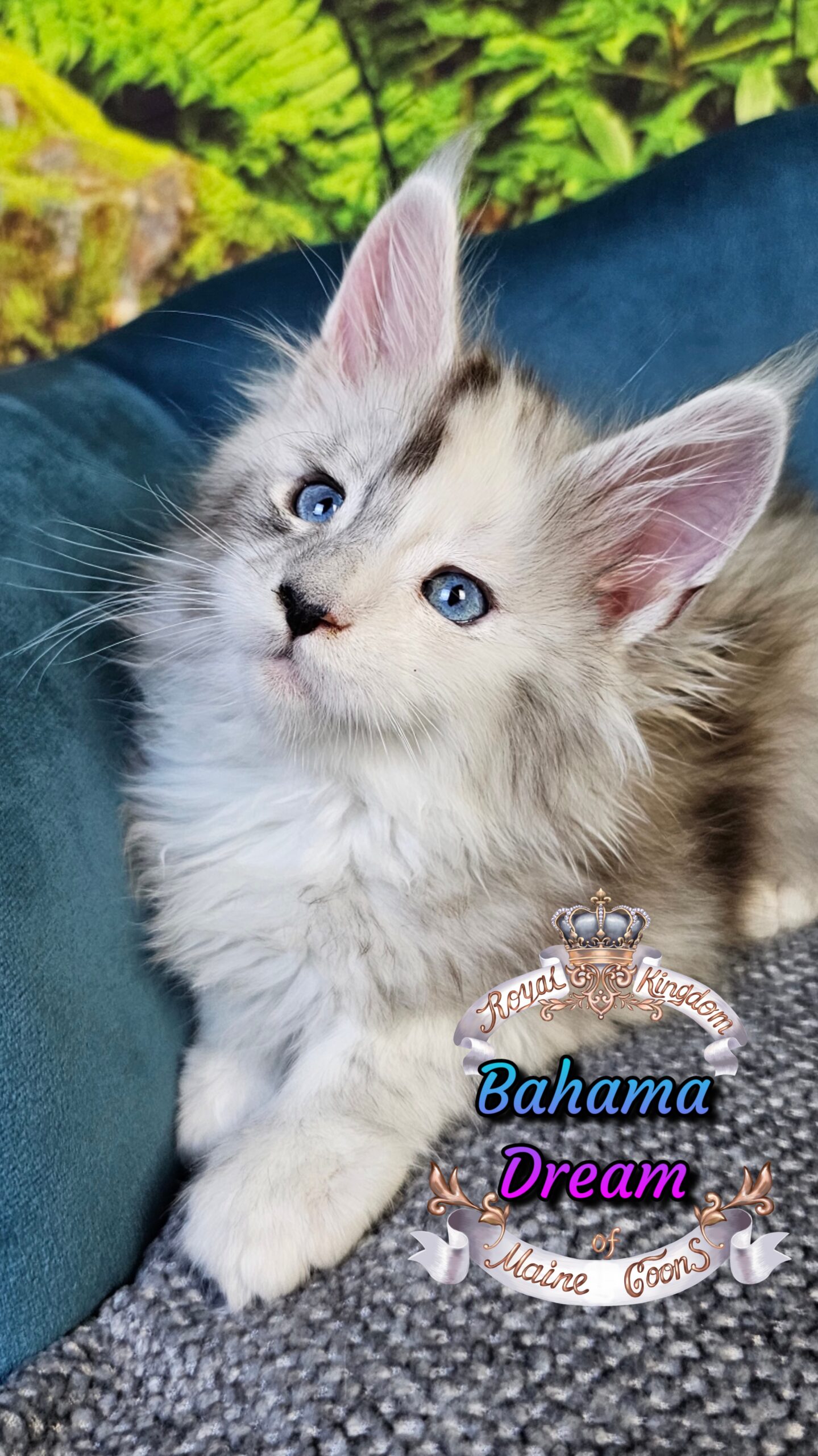 photocollage_202510140378839