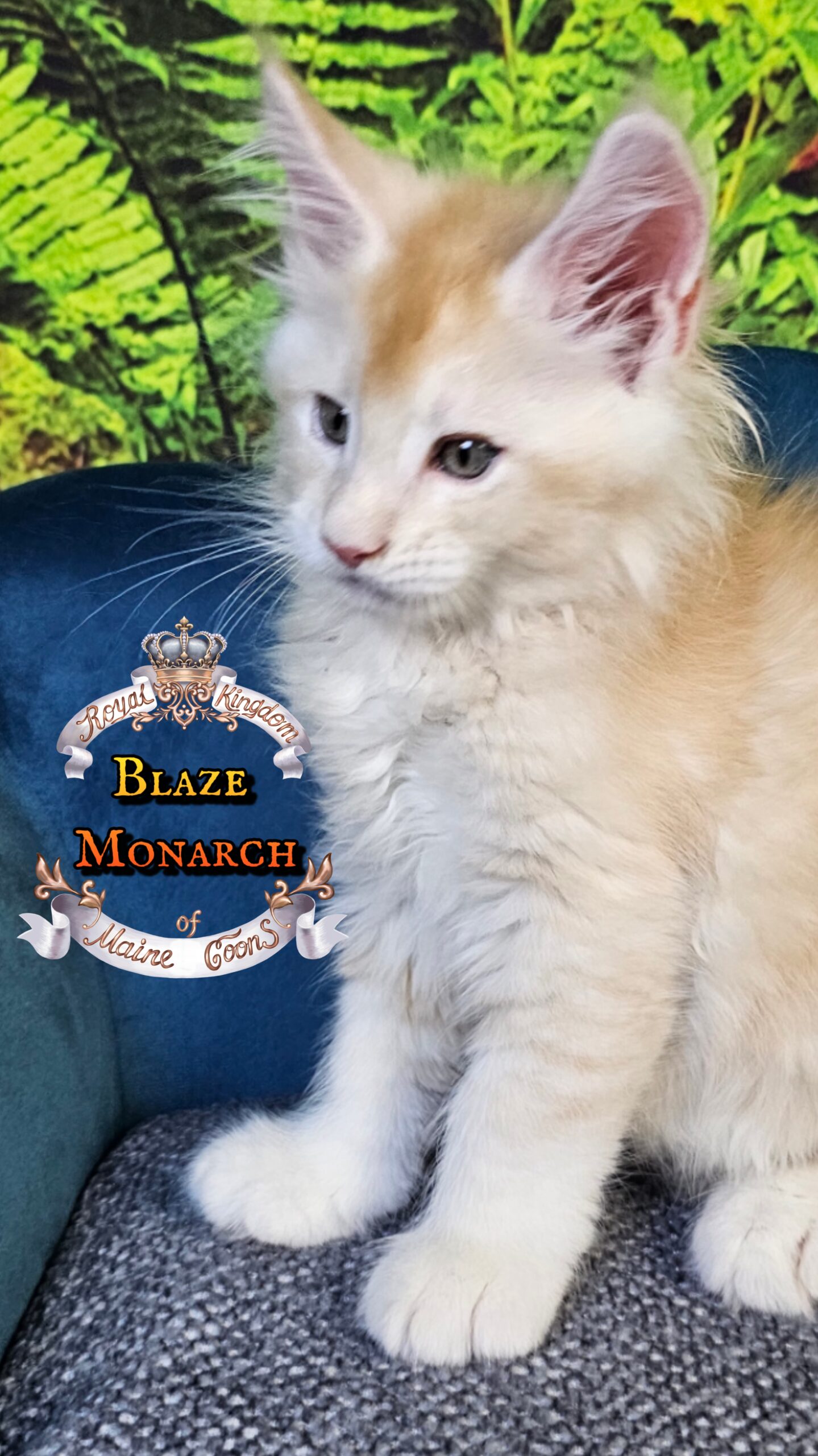 photocollage_202510140429297