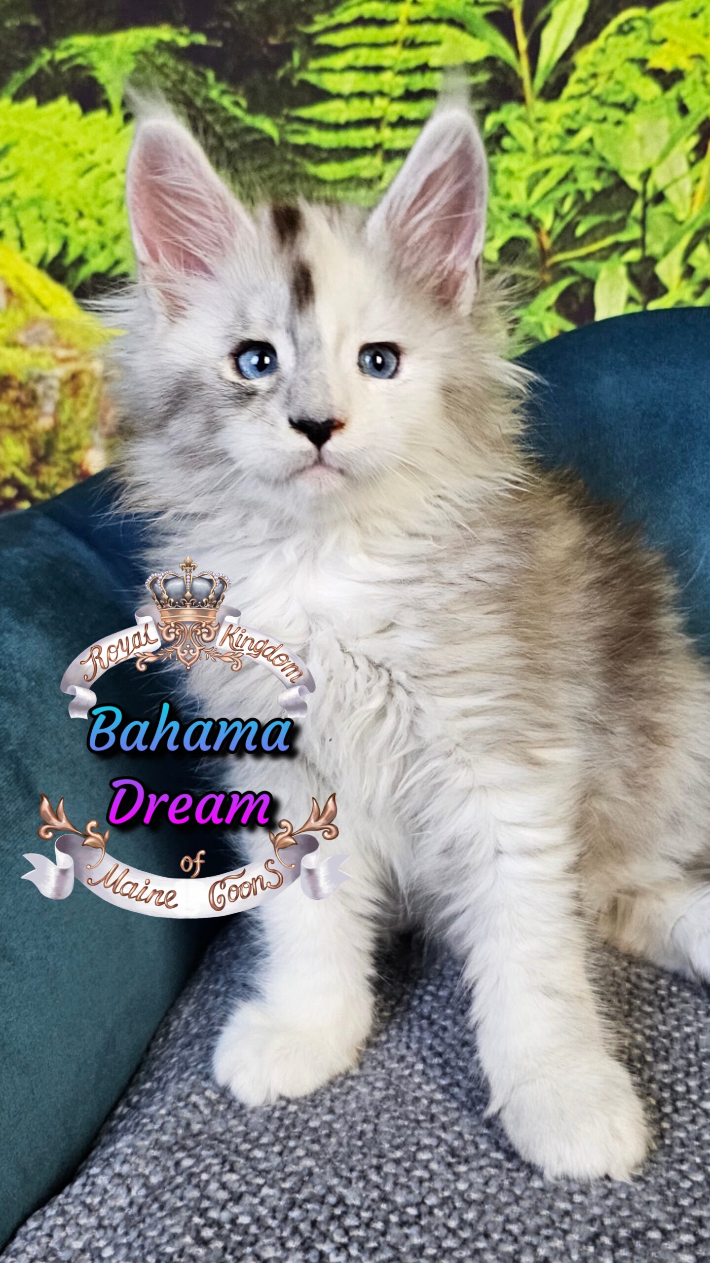 photocollage_2025101405529490