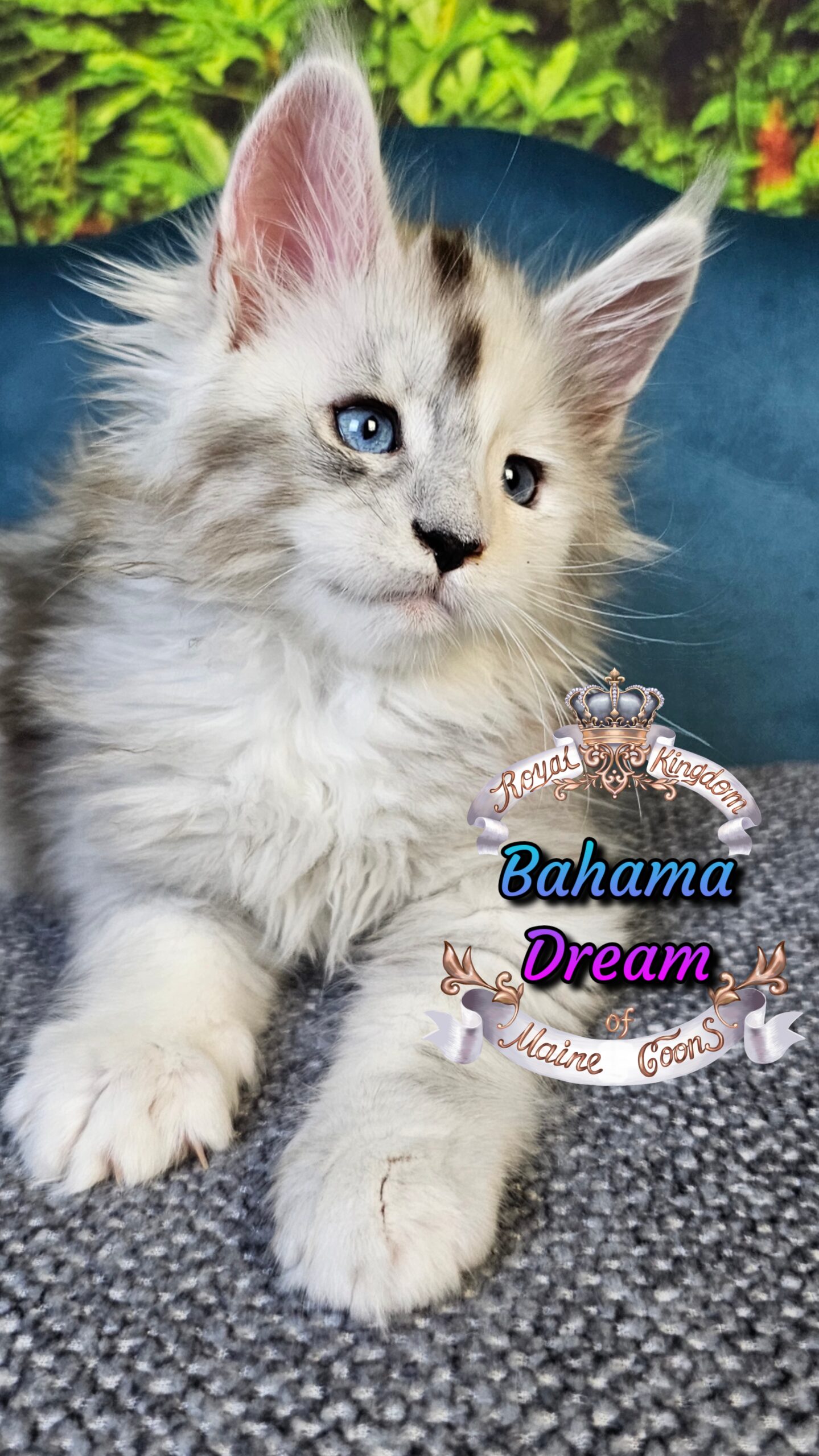 photocollage_2025101405644689